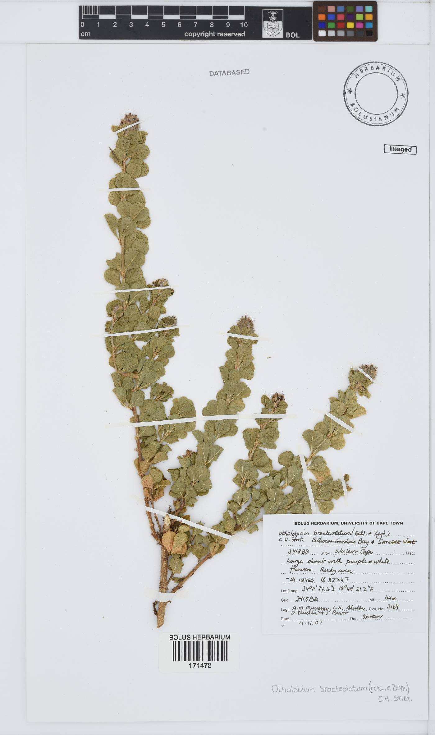 Otholobium bracteolatum image