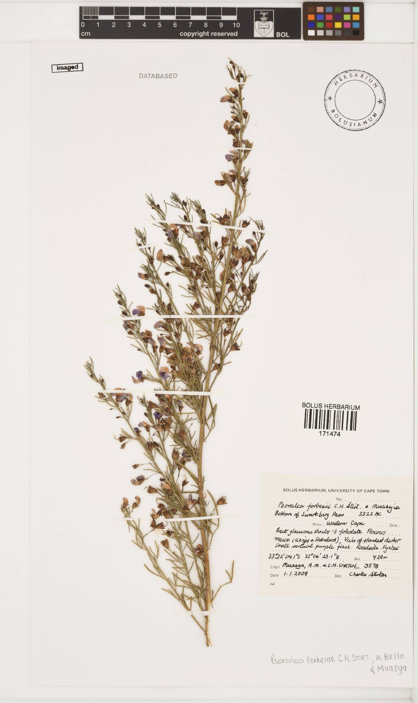 Psoralea forbesiae image