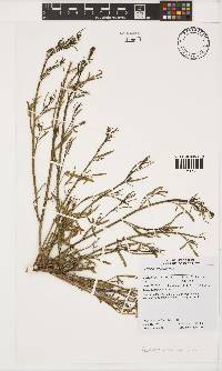 Psoralea verrucosa image