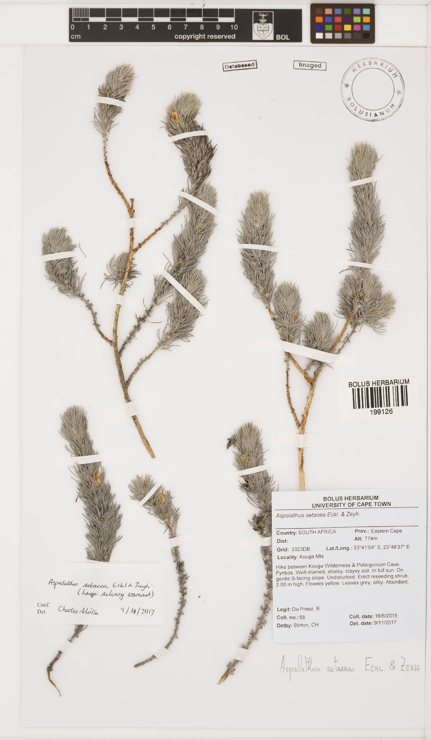 Aspalathus setacea image