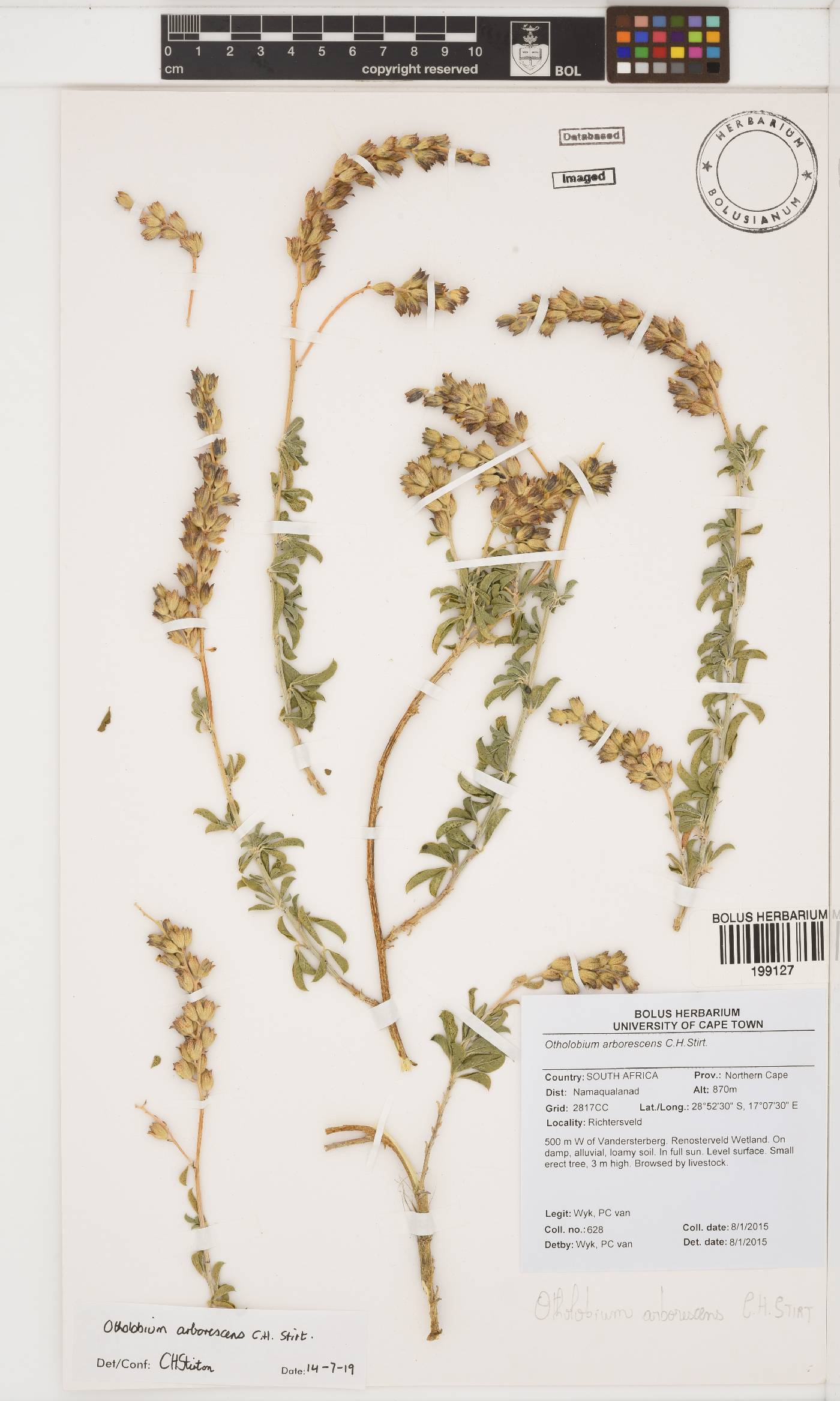 Otholobium arborescens image