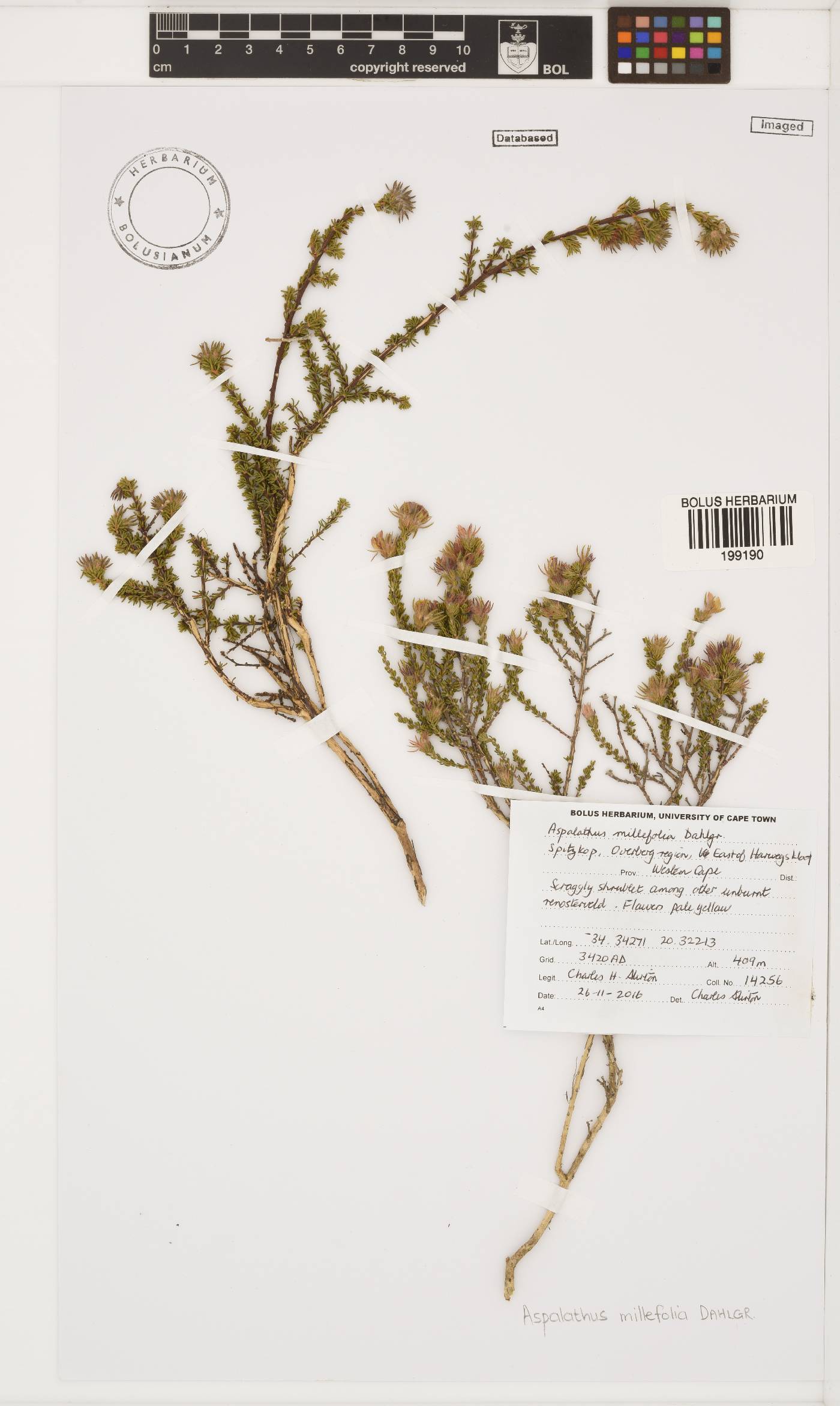 Aspalathus millefolia image