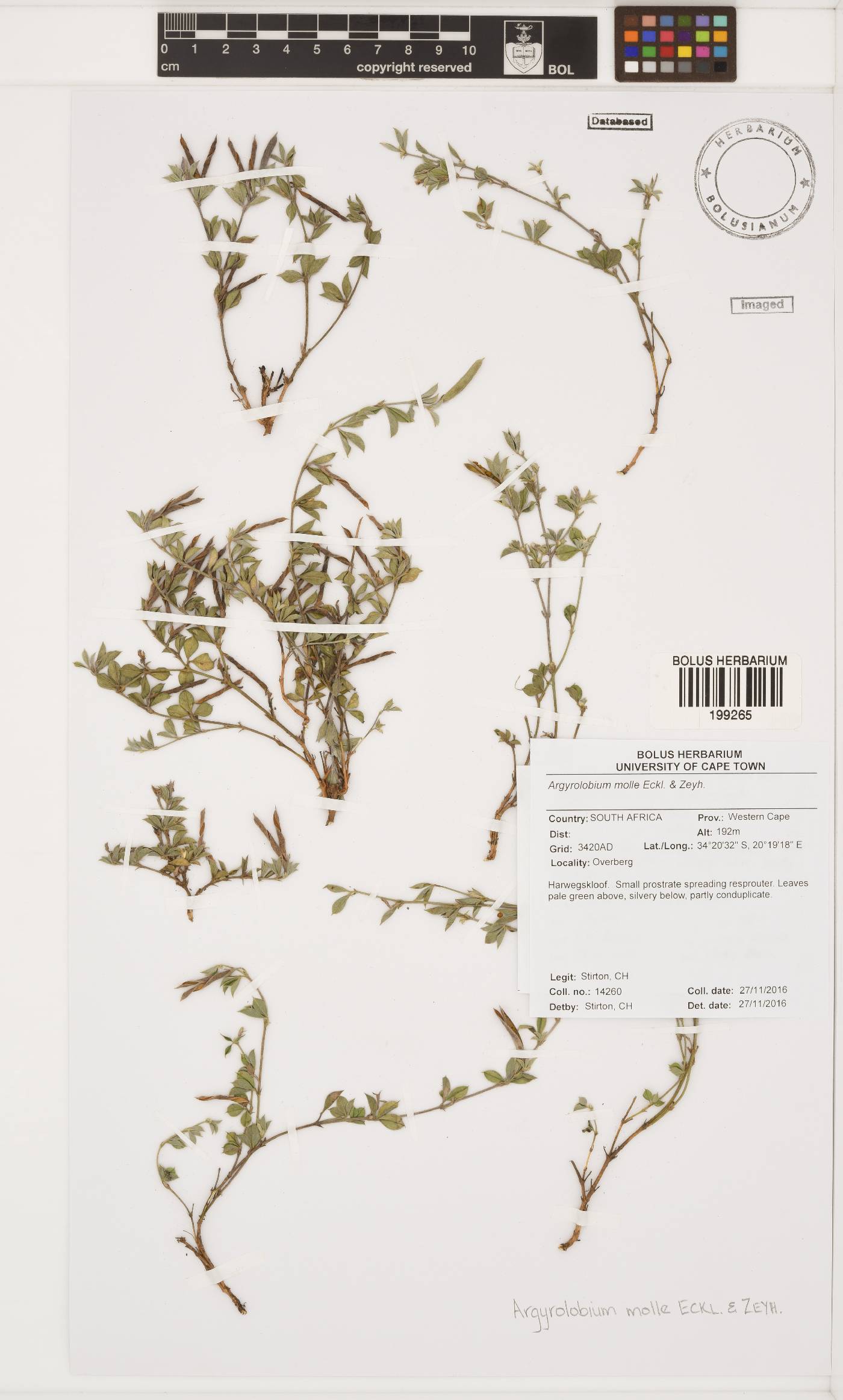 Argyrolobium molle image