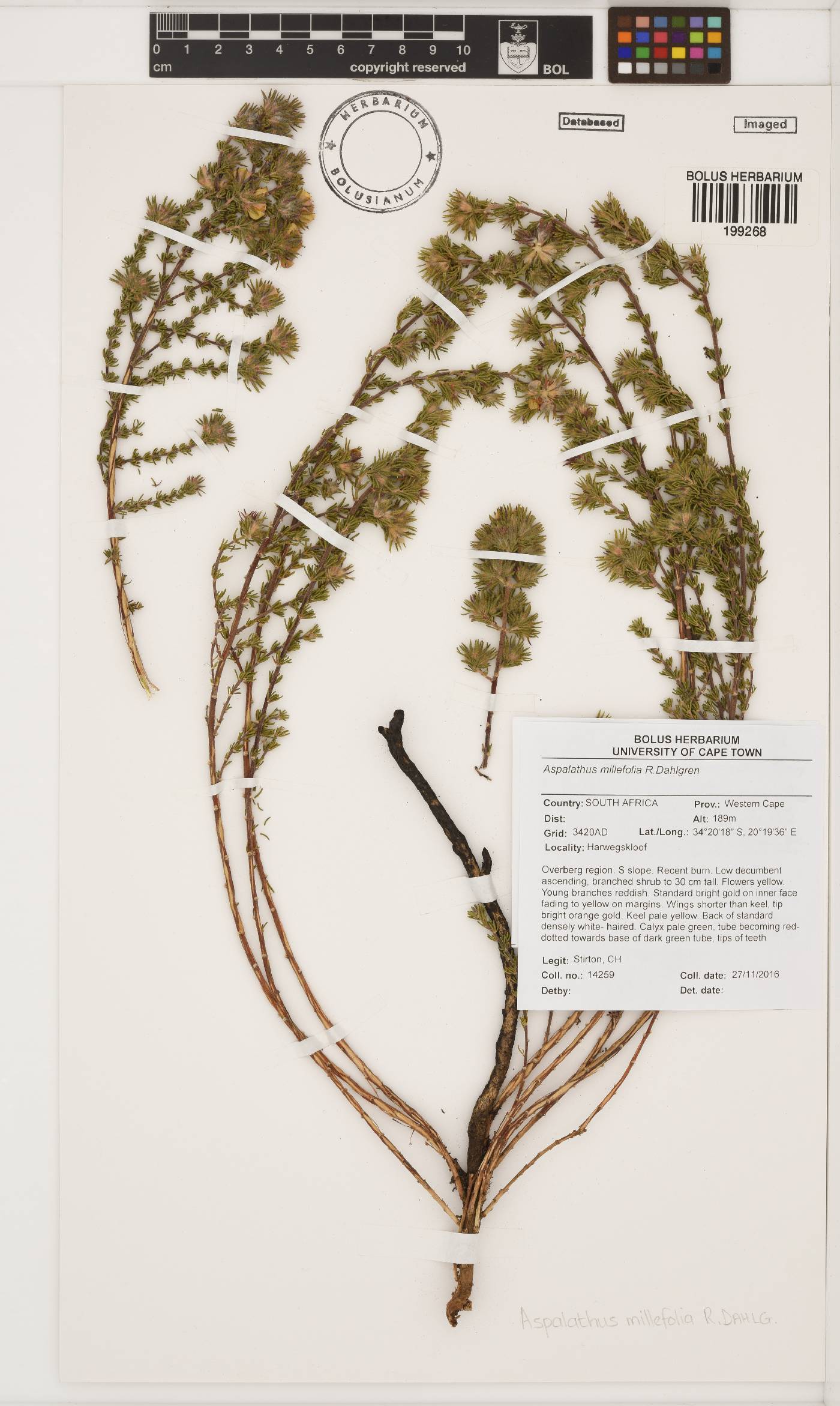 Aspalathus millefolia image