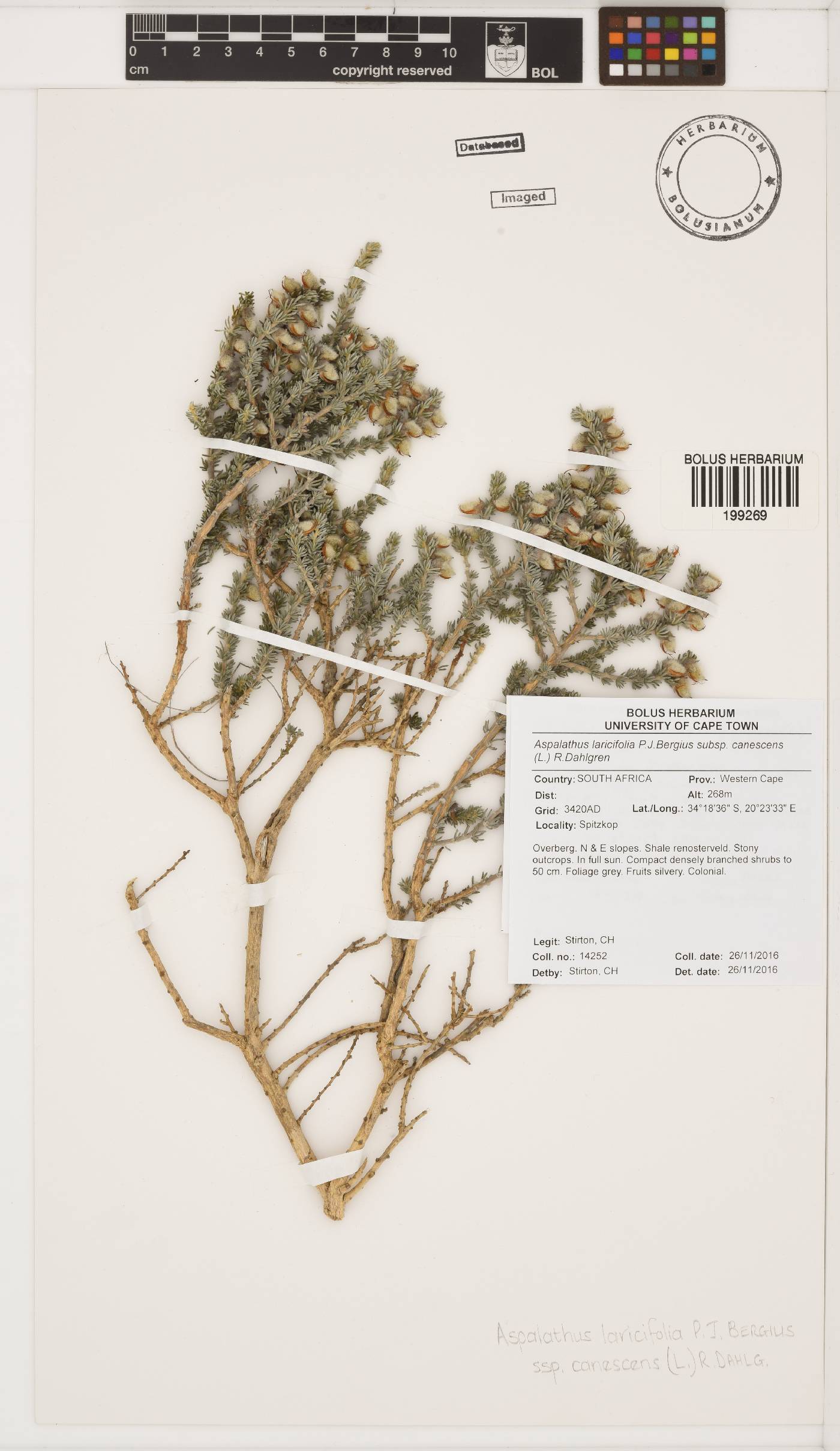 Aspalathus laricifolia subsp. canescens image