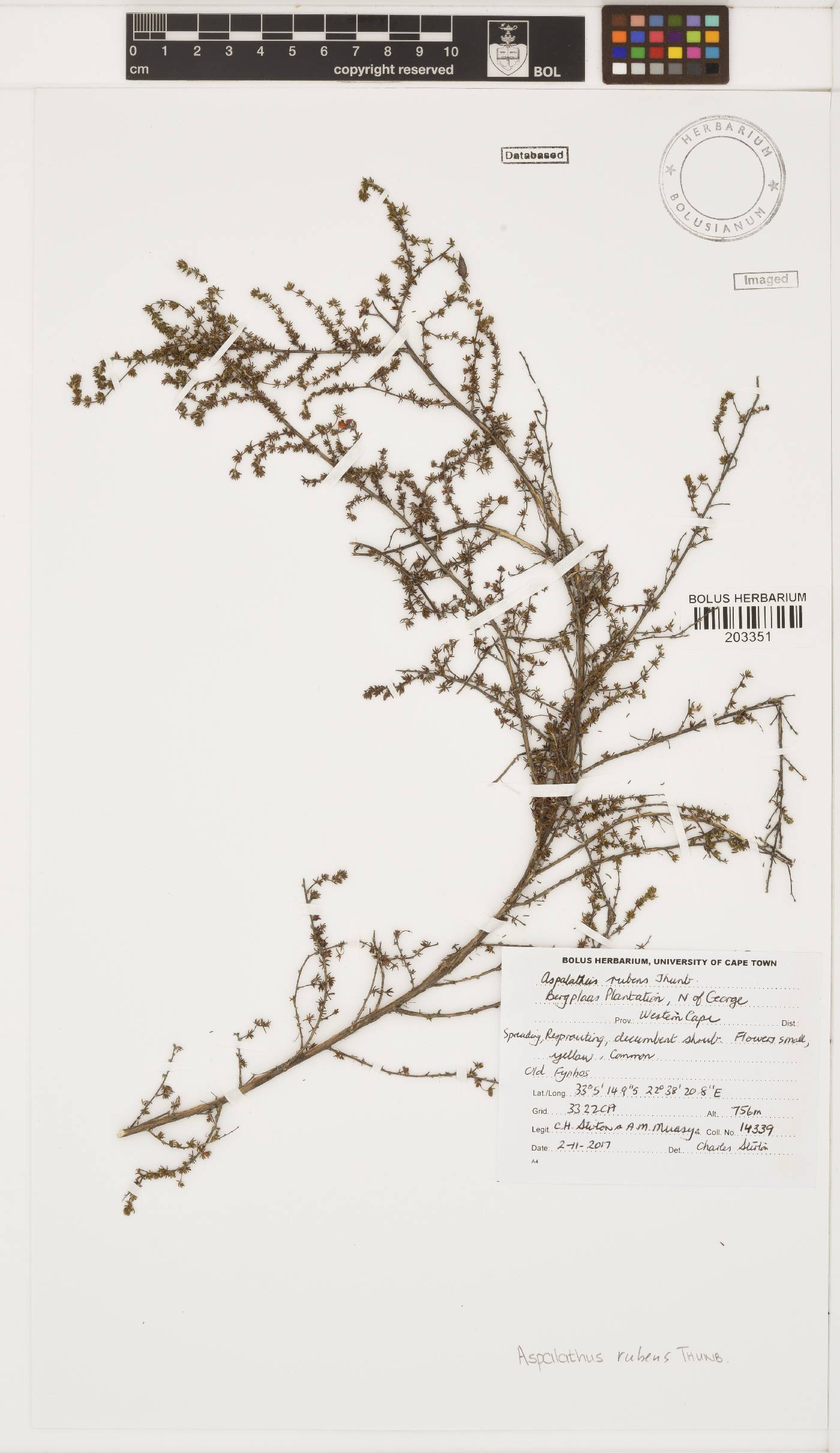 Aspalathus rubens image