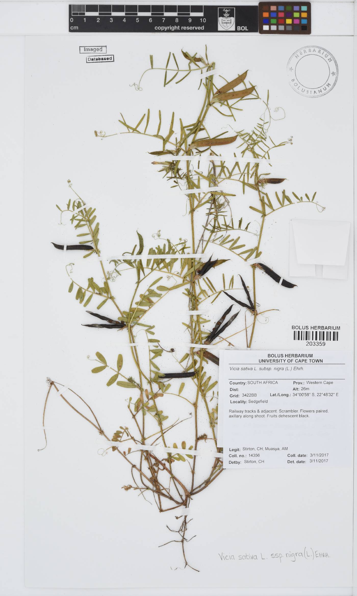 Vicia sativa subsp. nigra image