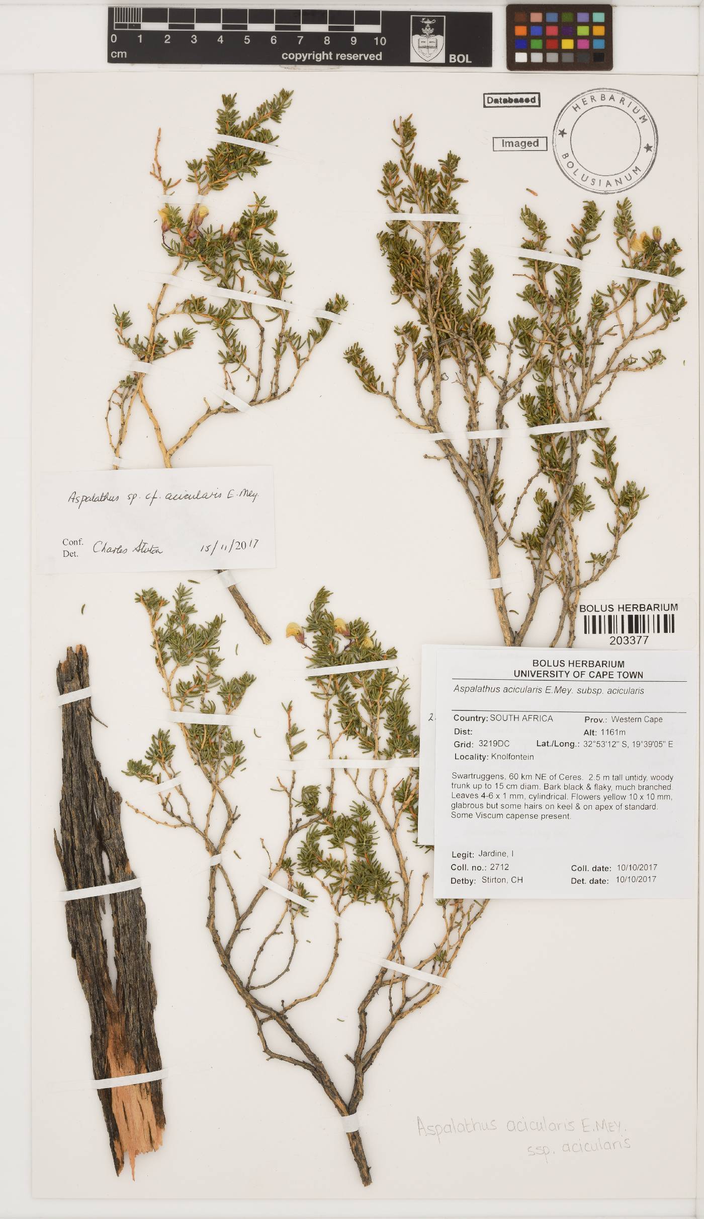 Aspalathus acicularis subsp. acicularis image