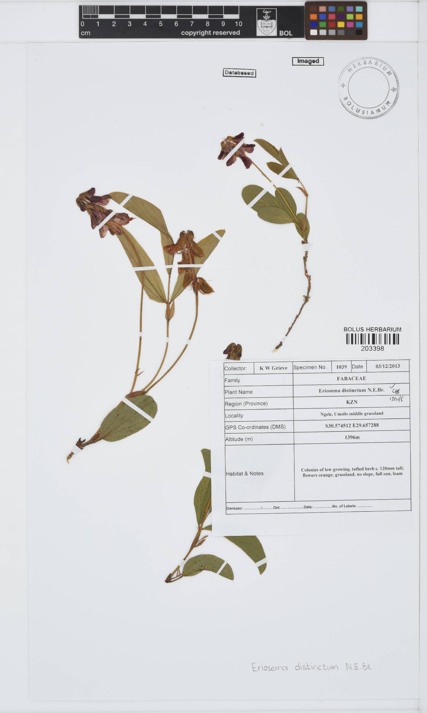 Eriosema distinctum image