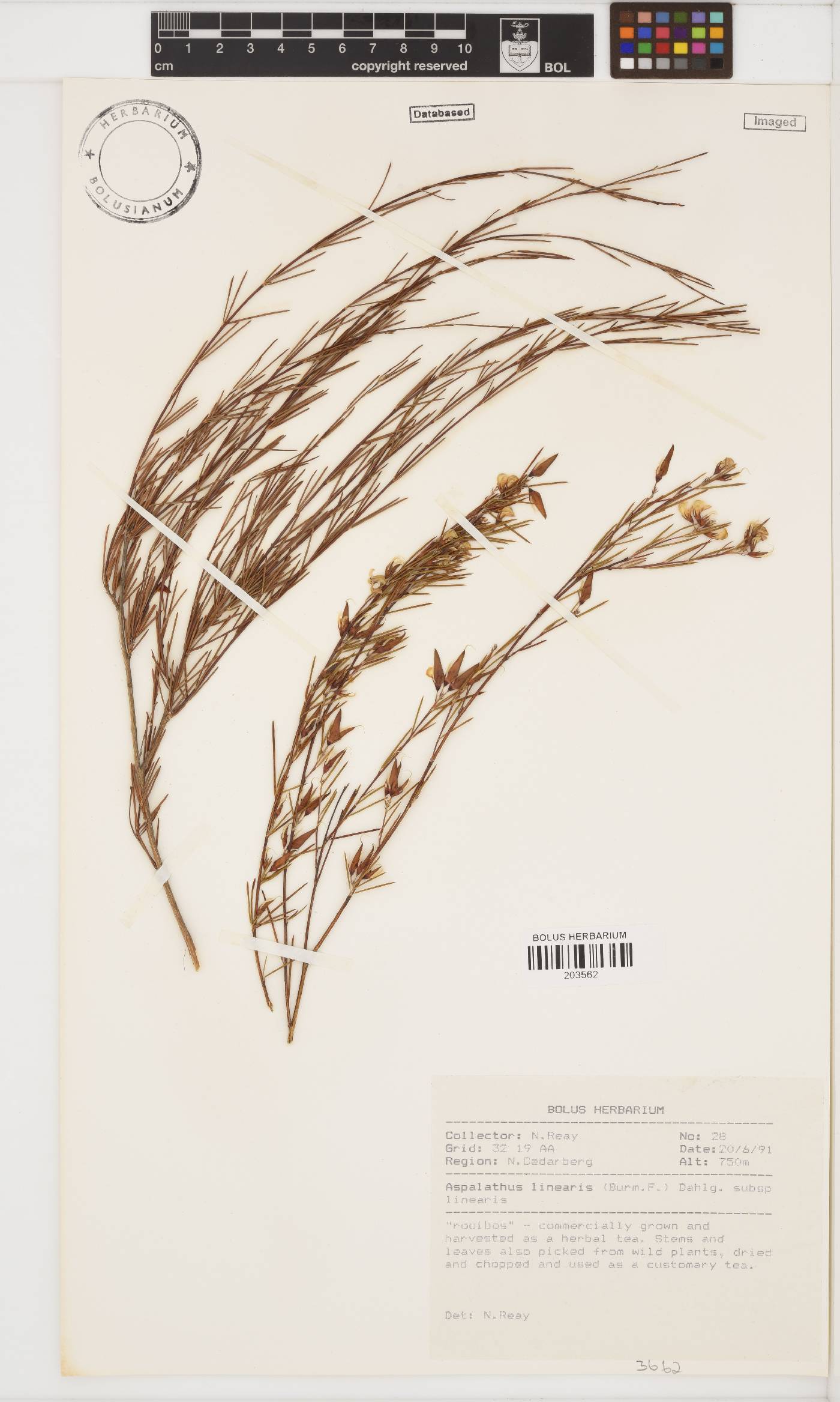 Aspalathus linearis image