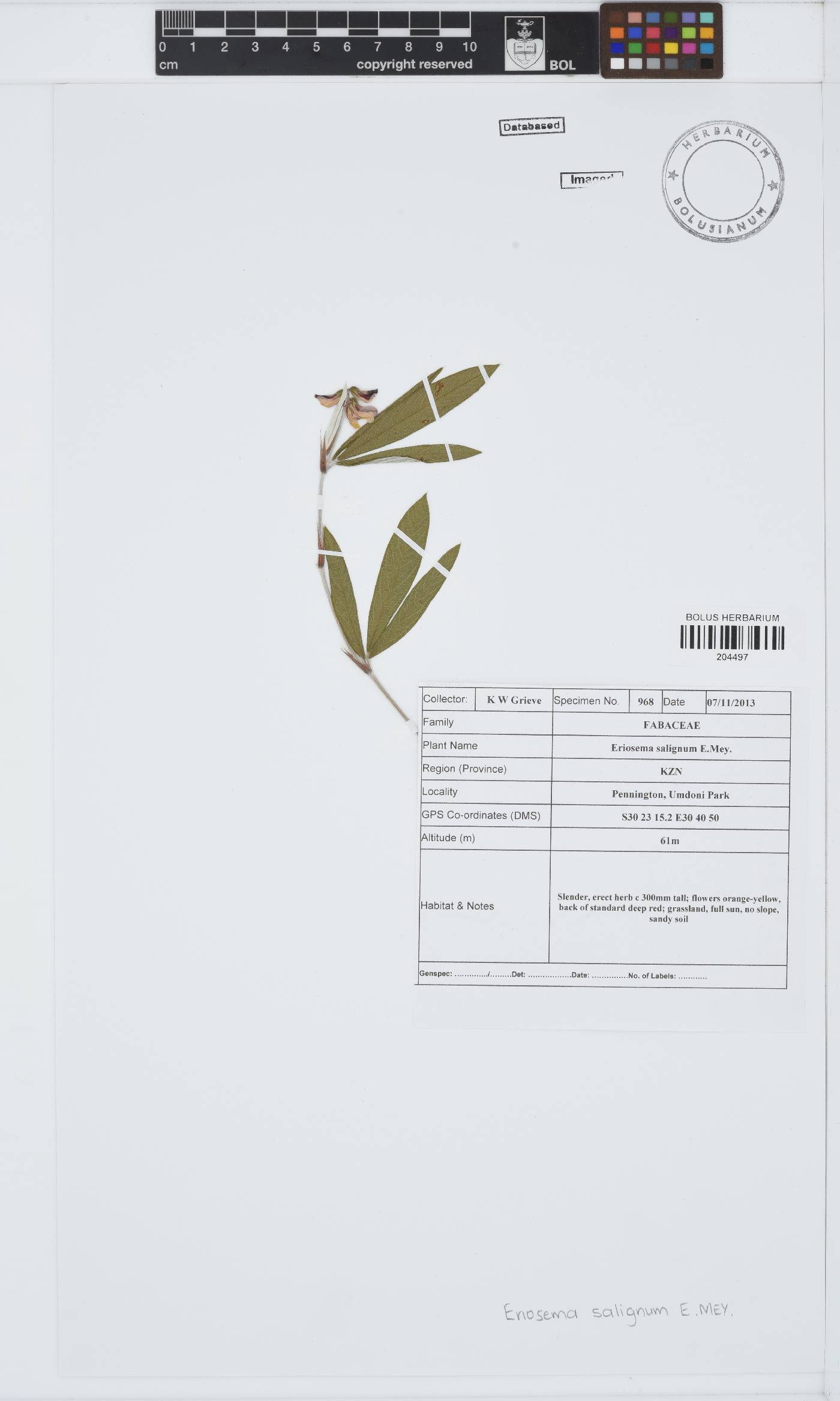 Eriosema salignum image