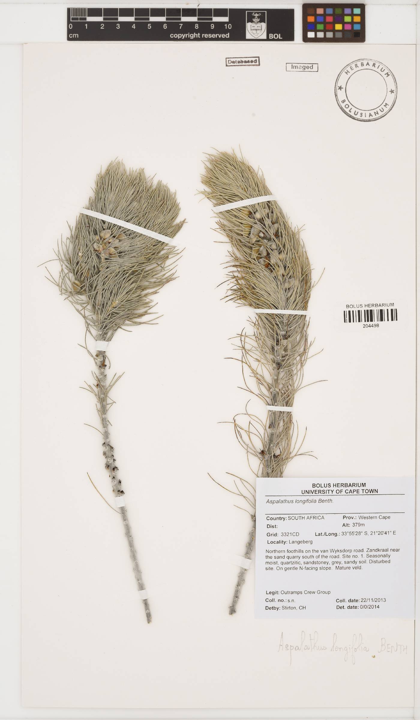 Aspalathus longifolia image