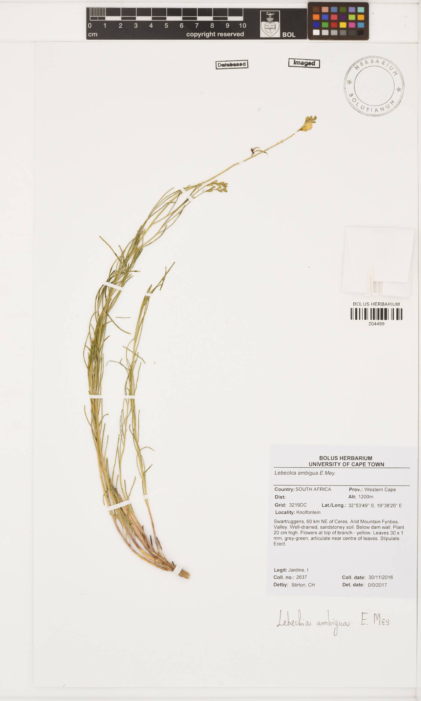 Lebeckia ambigua image