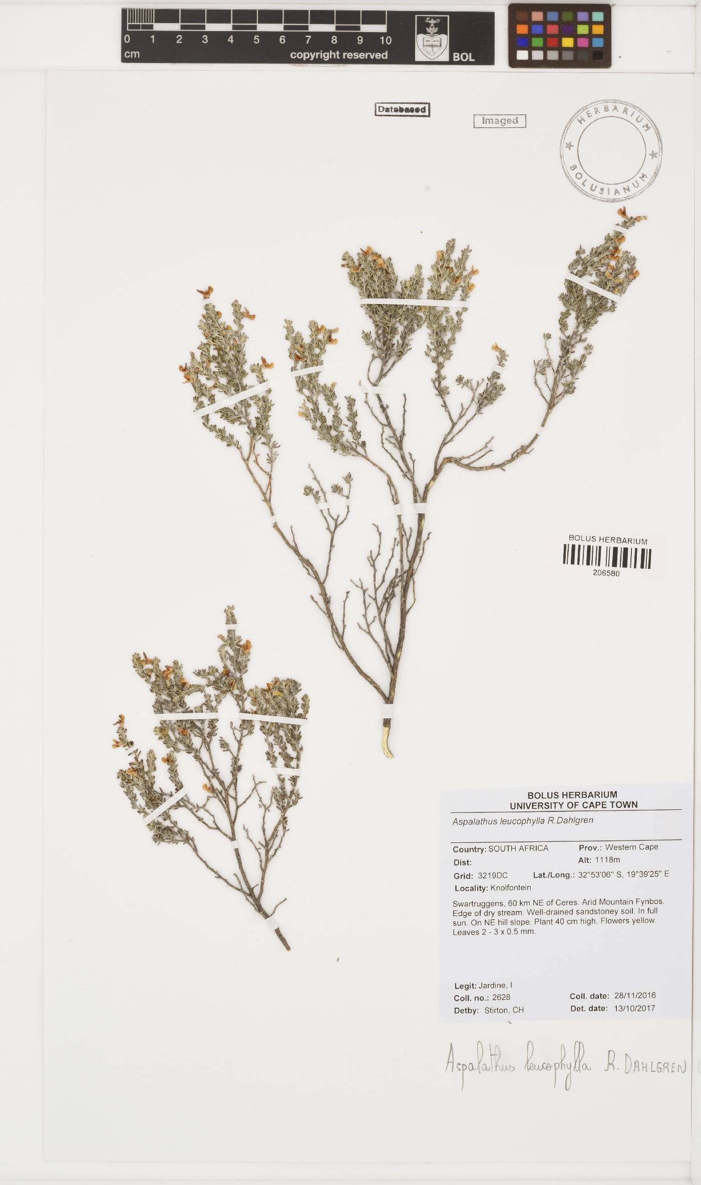 Aspalathus leucophylla image