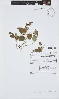 Eriosema acuminatum image