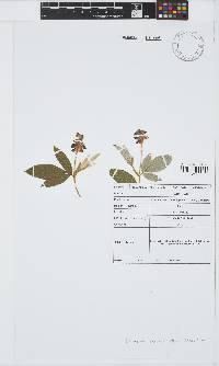 Eriosema acuminatum image