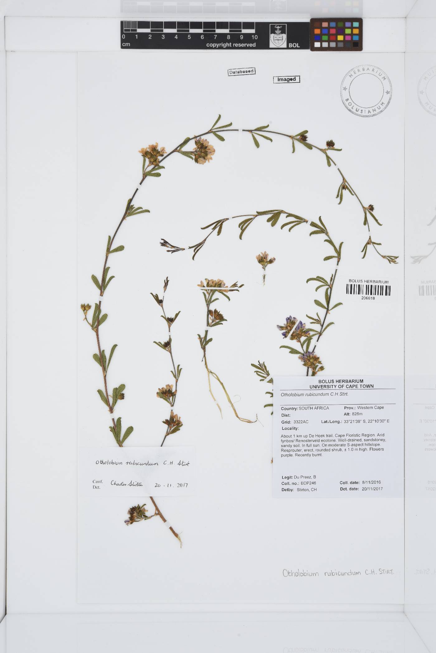 Otholobium rubicundum image