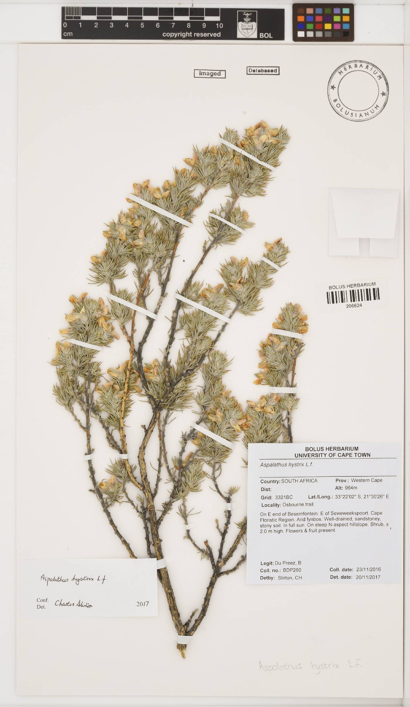 Aspalathus hystrix image