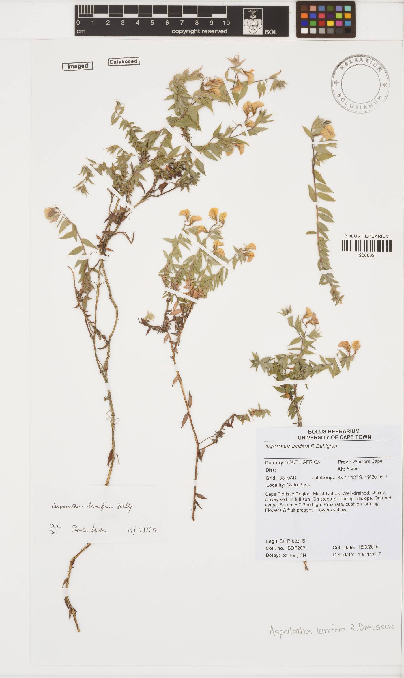 Aspalathus lanifera image