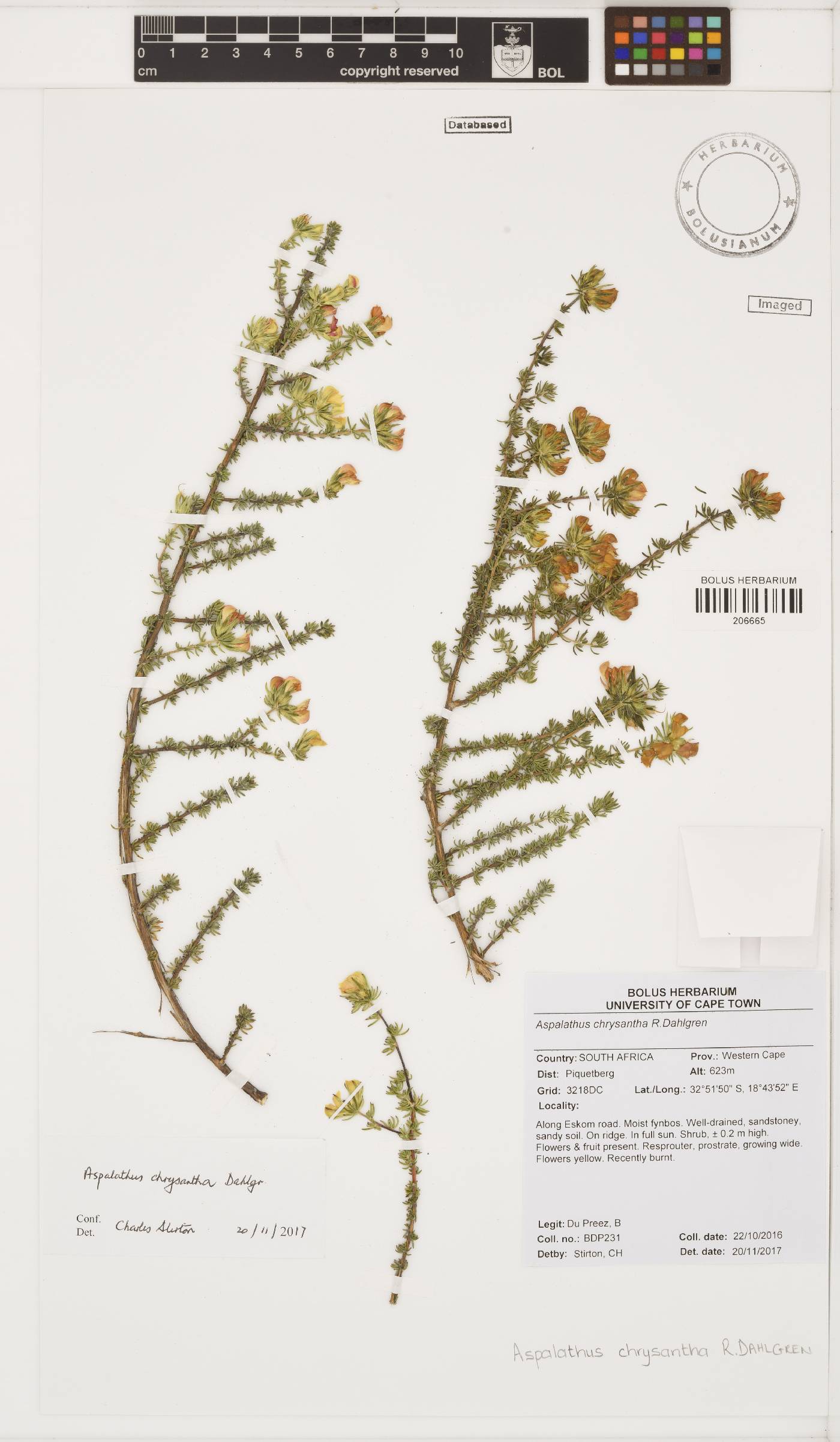 Aspalathus chrysantha image