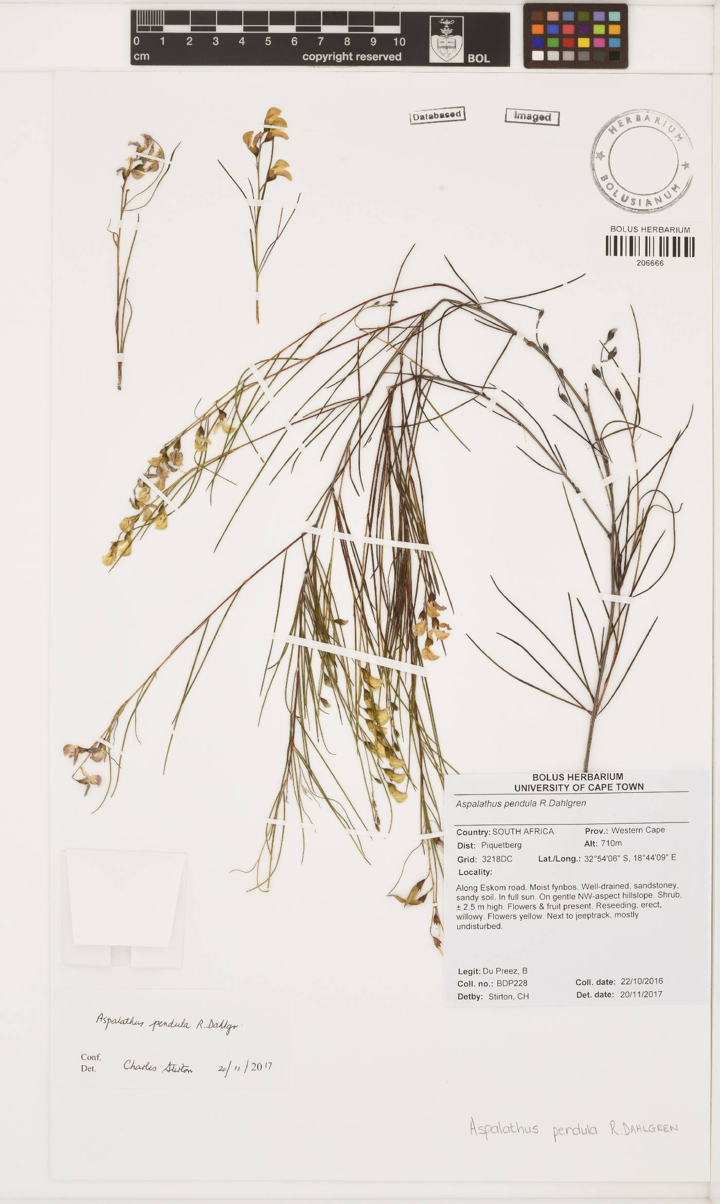 Aspalathus pendula image