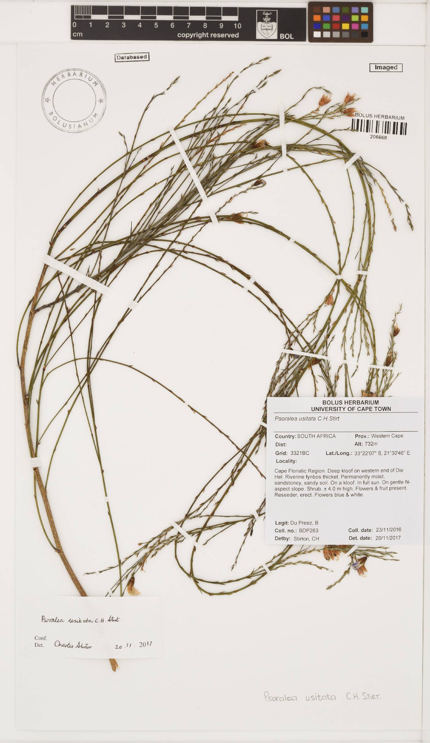 Psoralea usitata image