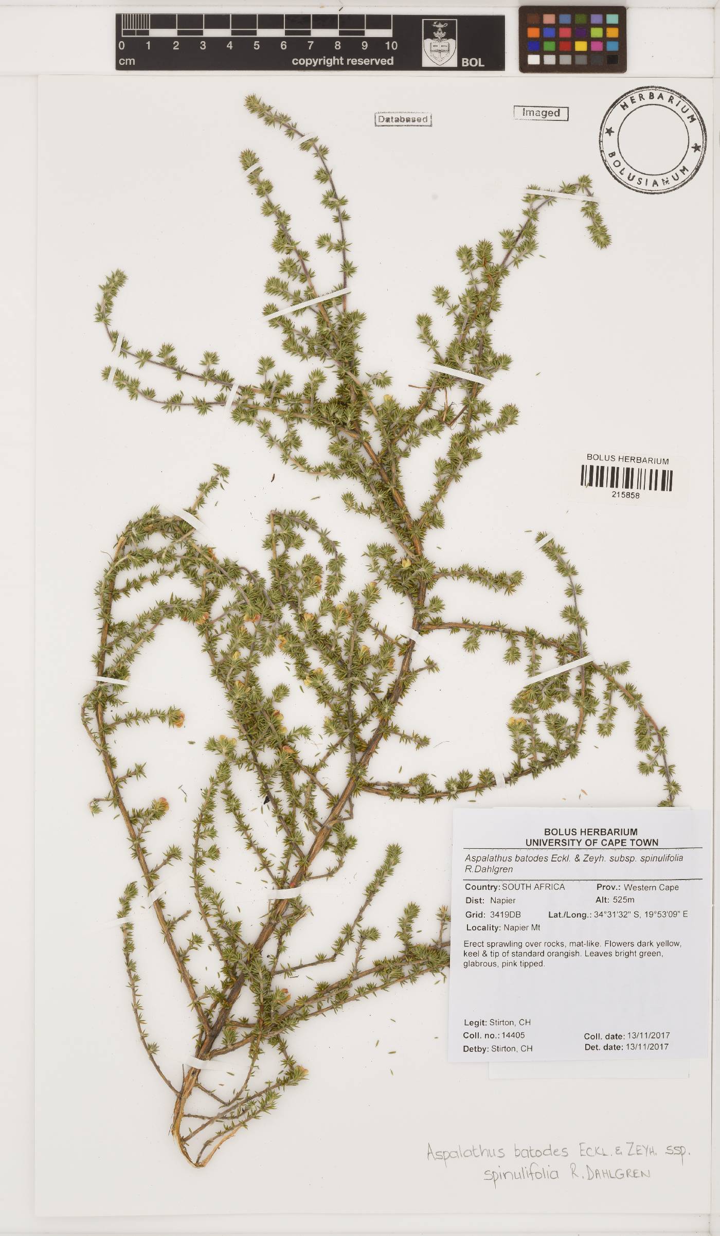 Aspalathus batodes subsp. spinulifolia image