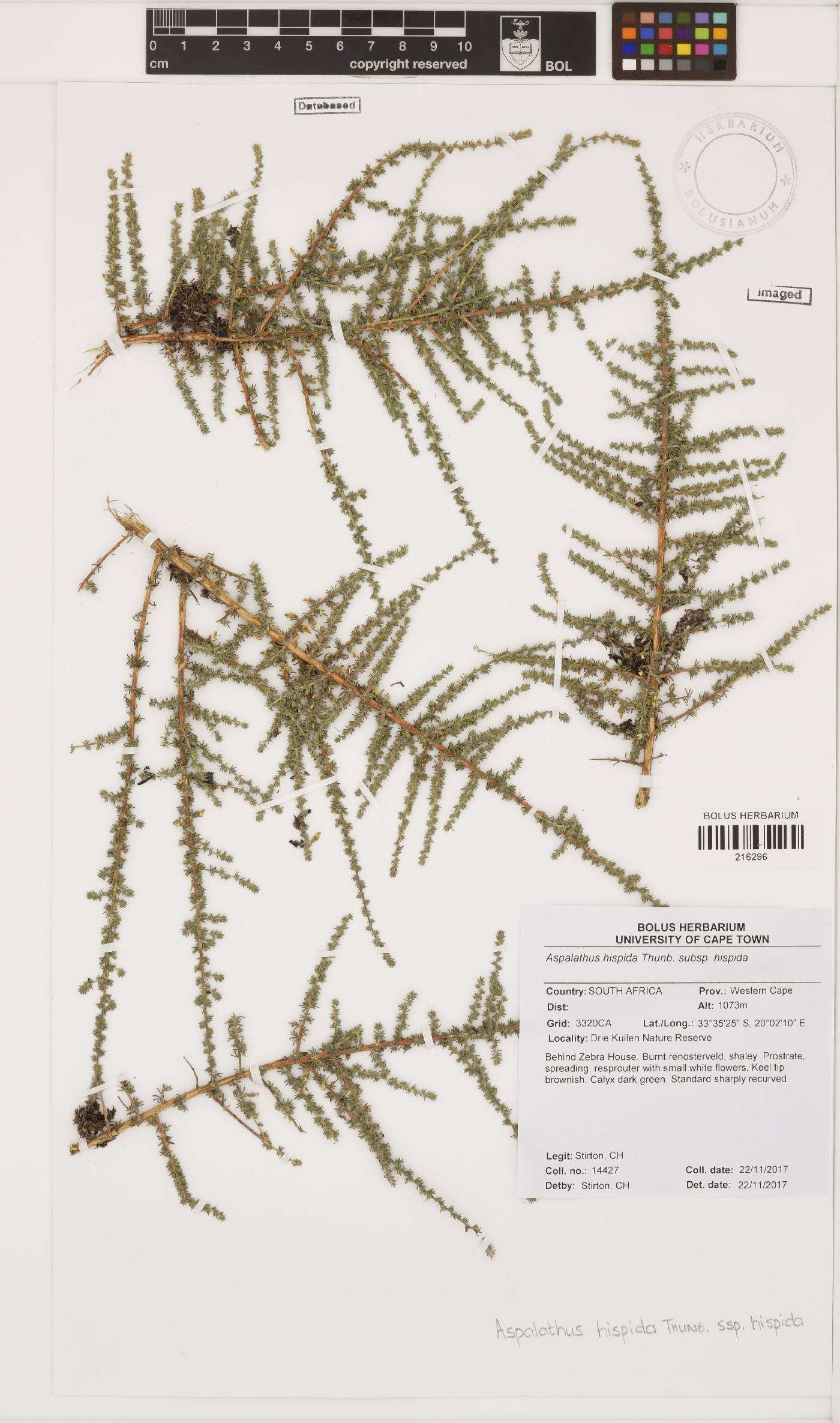 Aspalathus hispida subsp. hispida image