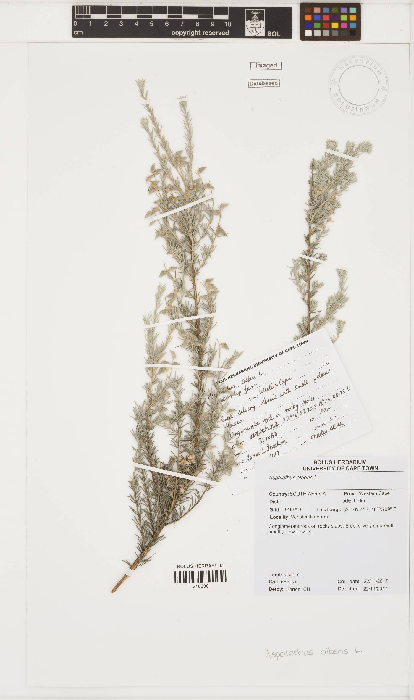 Aspalathus albens image