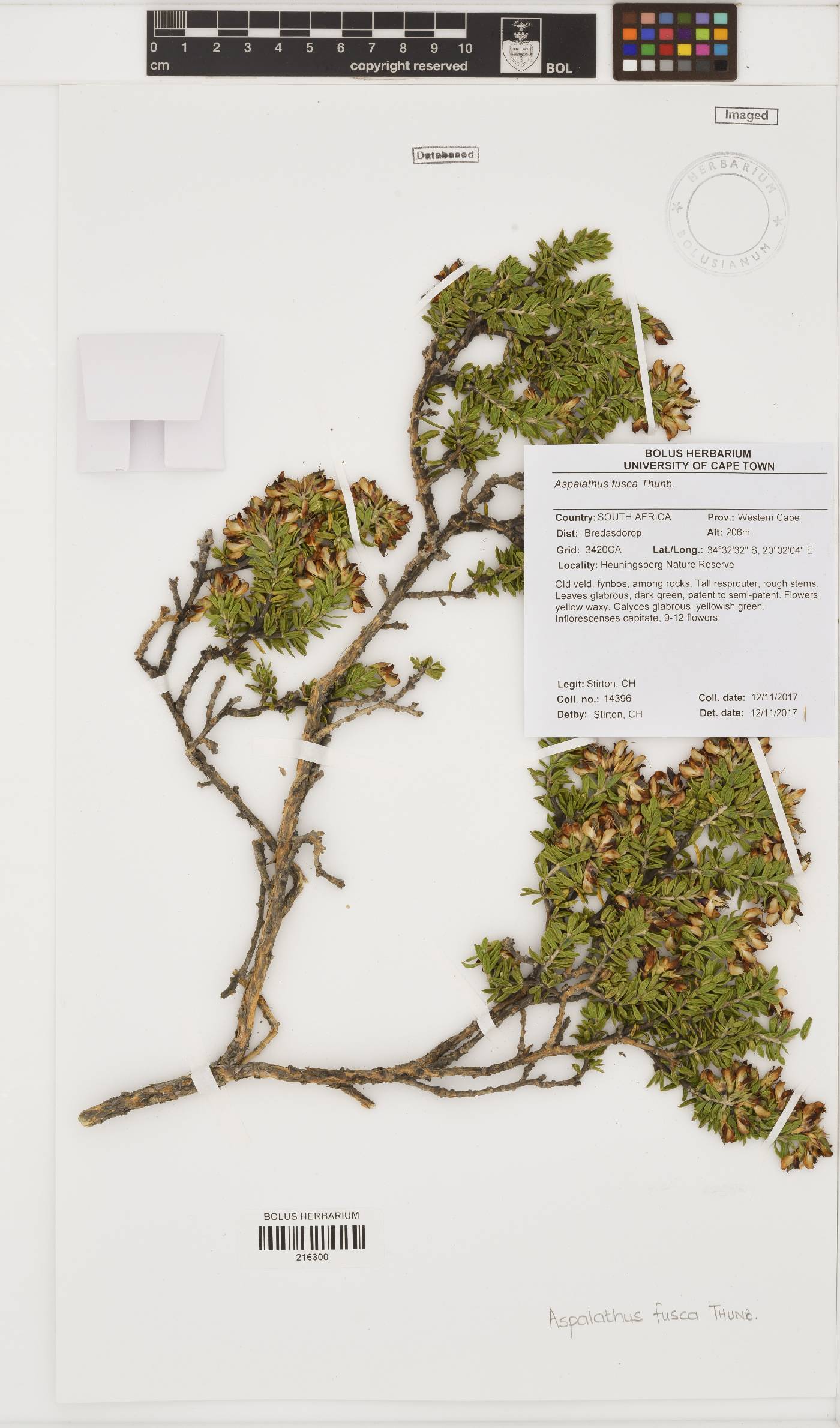 Aspalathus fusca image