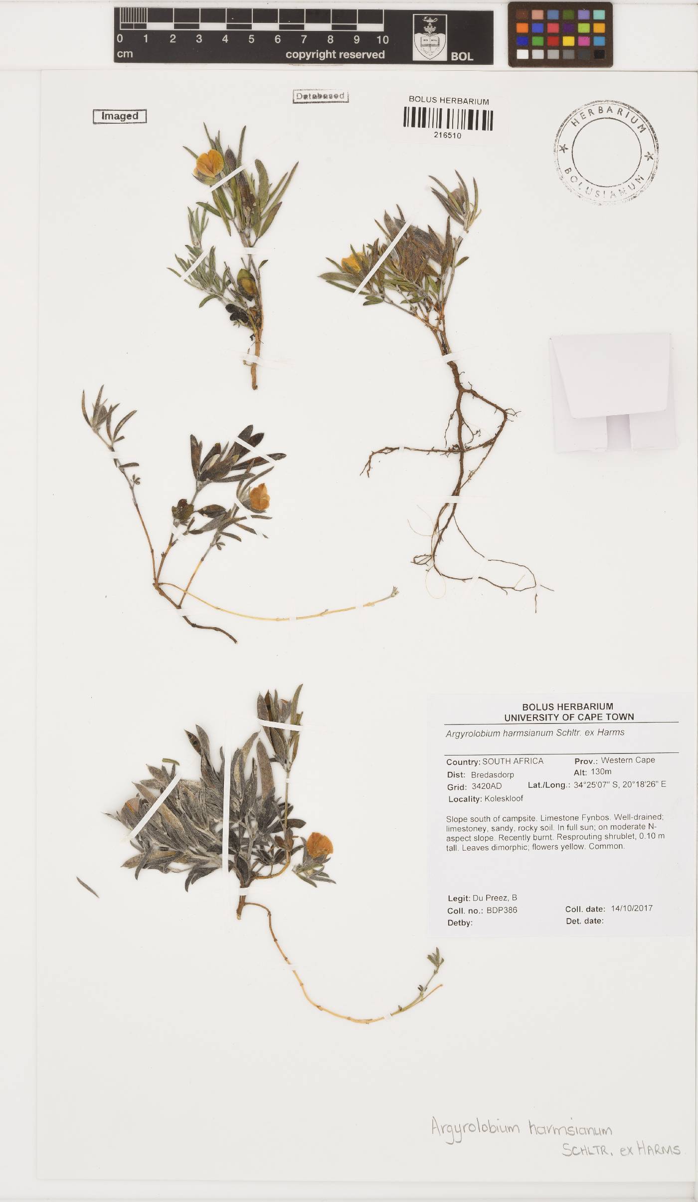 Argyrolobium harmsianum image