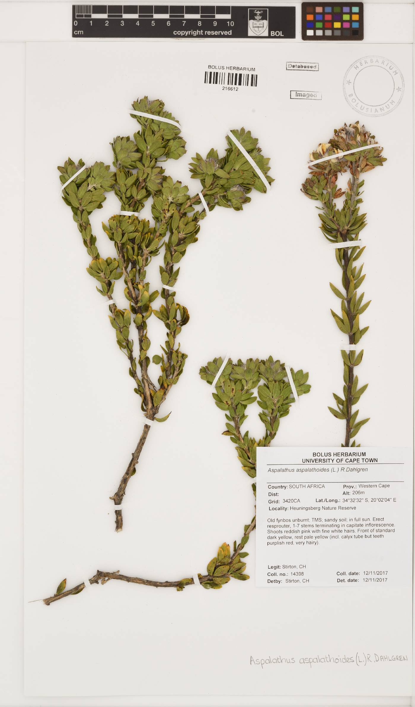 Aspalathus aspalathoides image