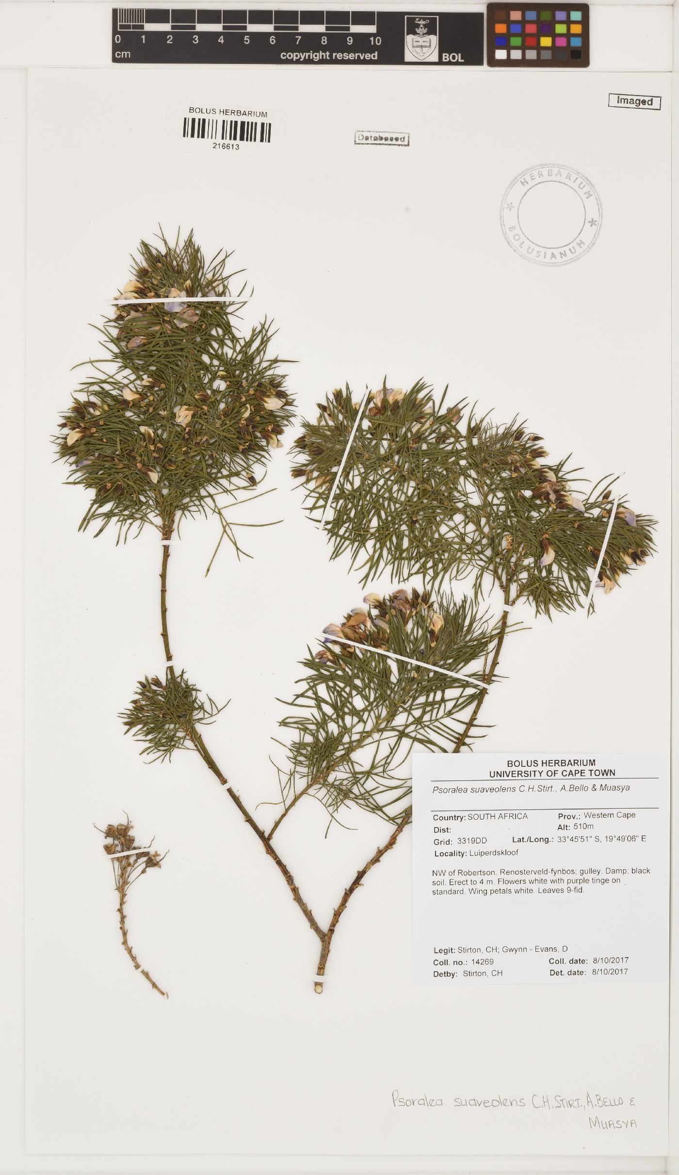 Psoralea suaveolens image