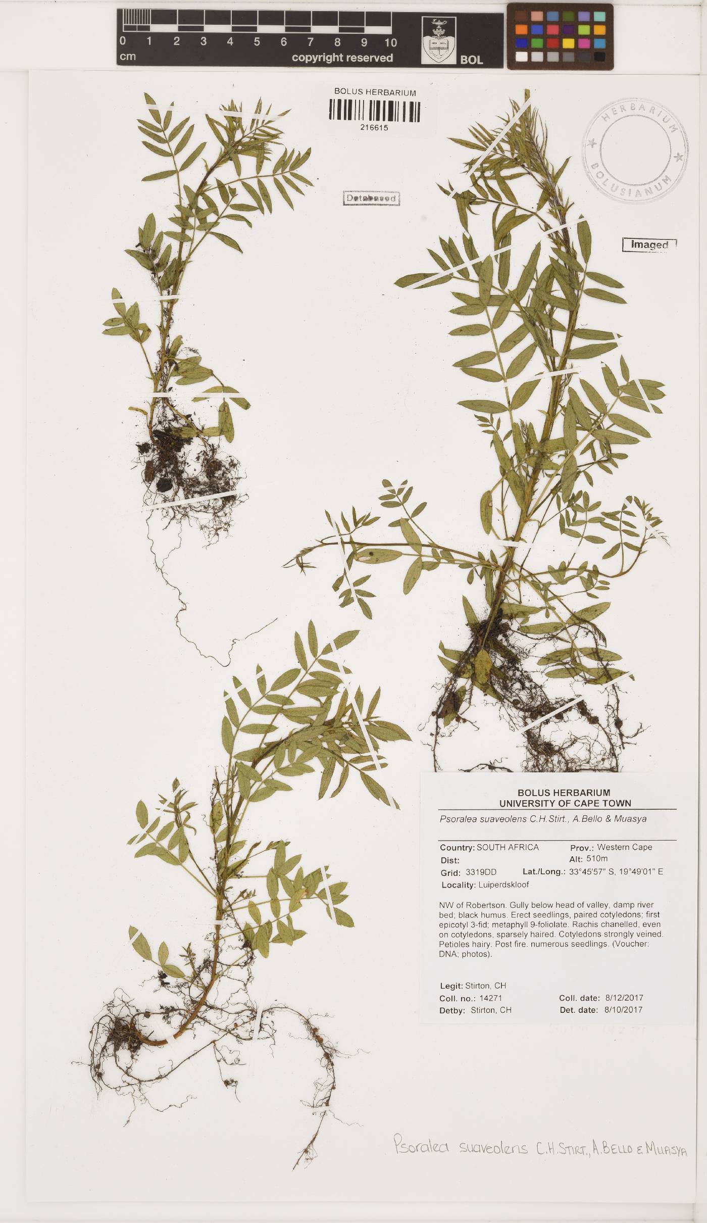 Psoralea suaveolens image