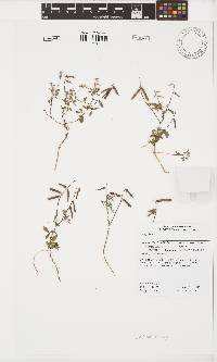 Indigofera heterophylla image