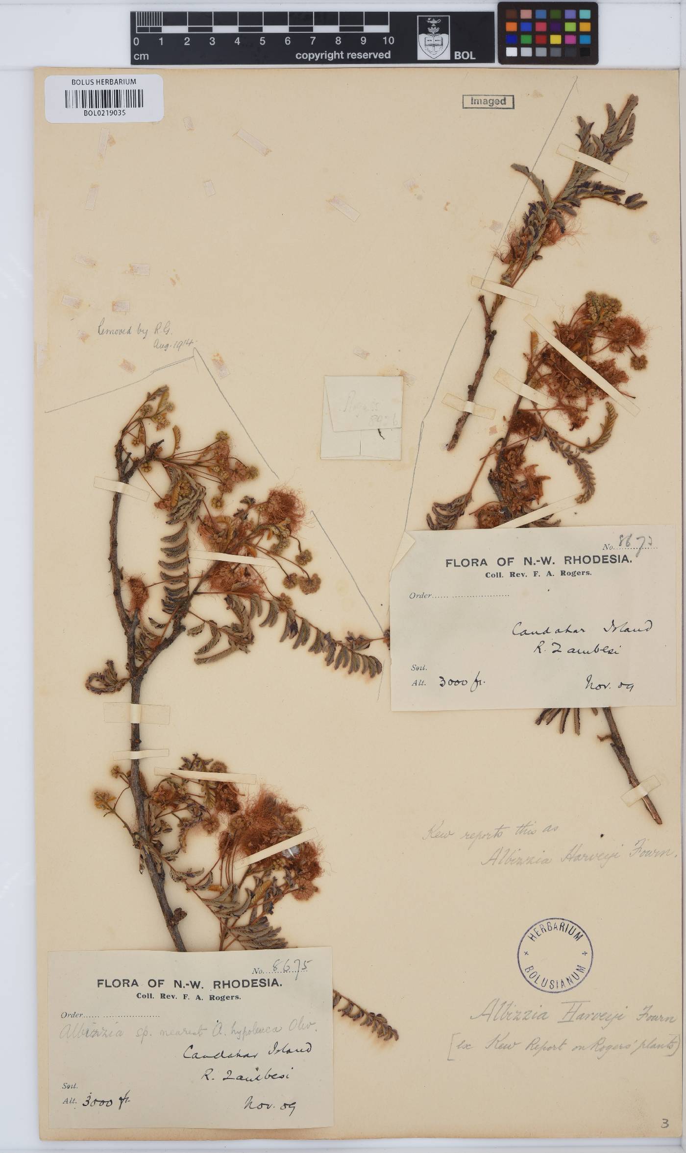 Albizia harveyi image