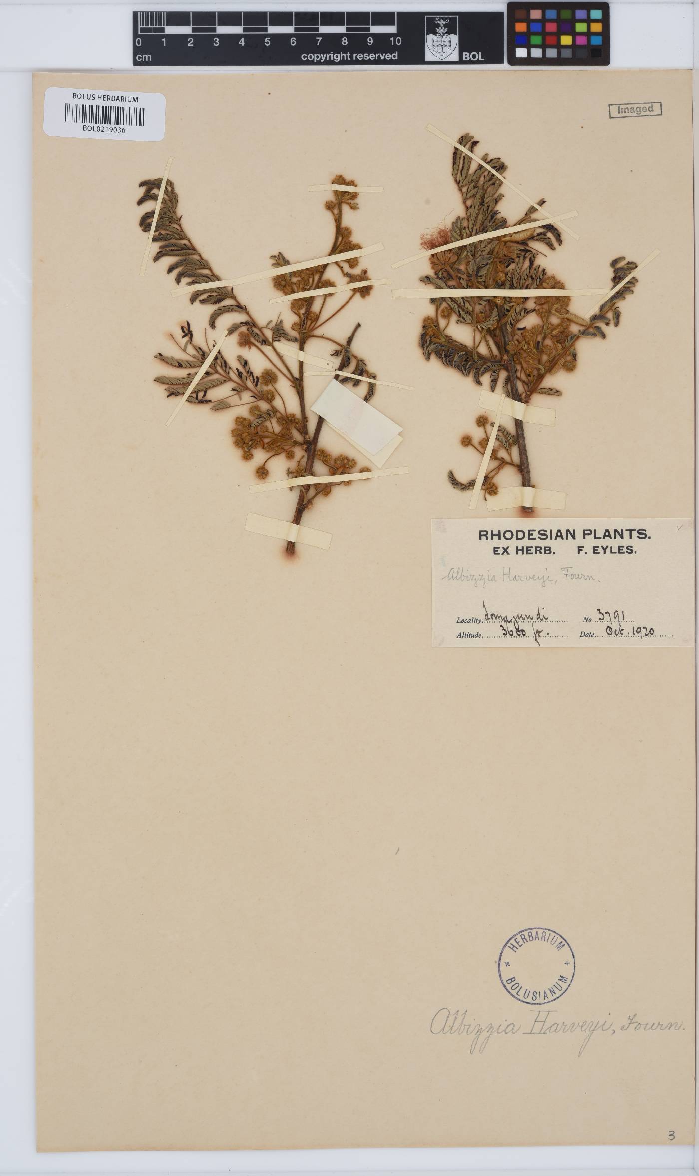 Albizia harveyi image