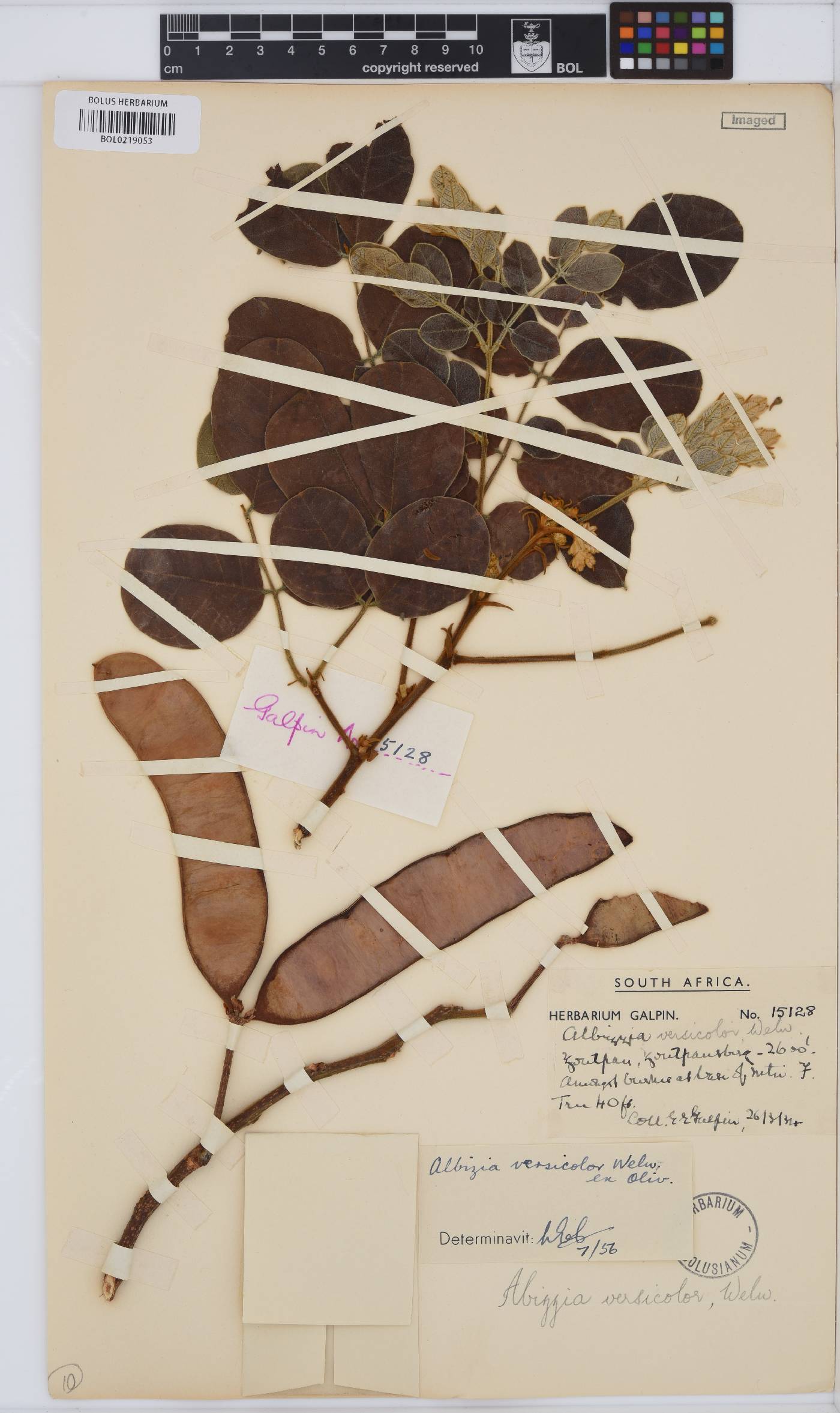 Albizia versicolor image