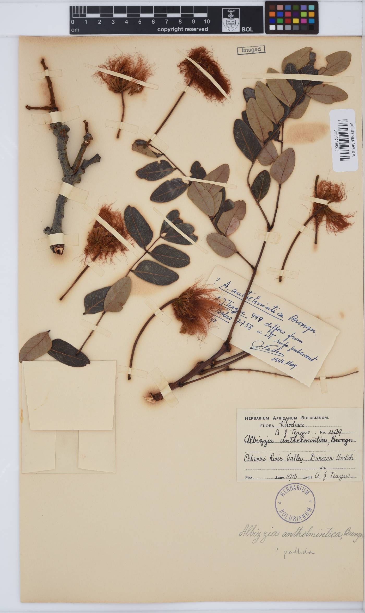 Albizia anthelmintica image