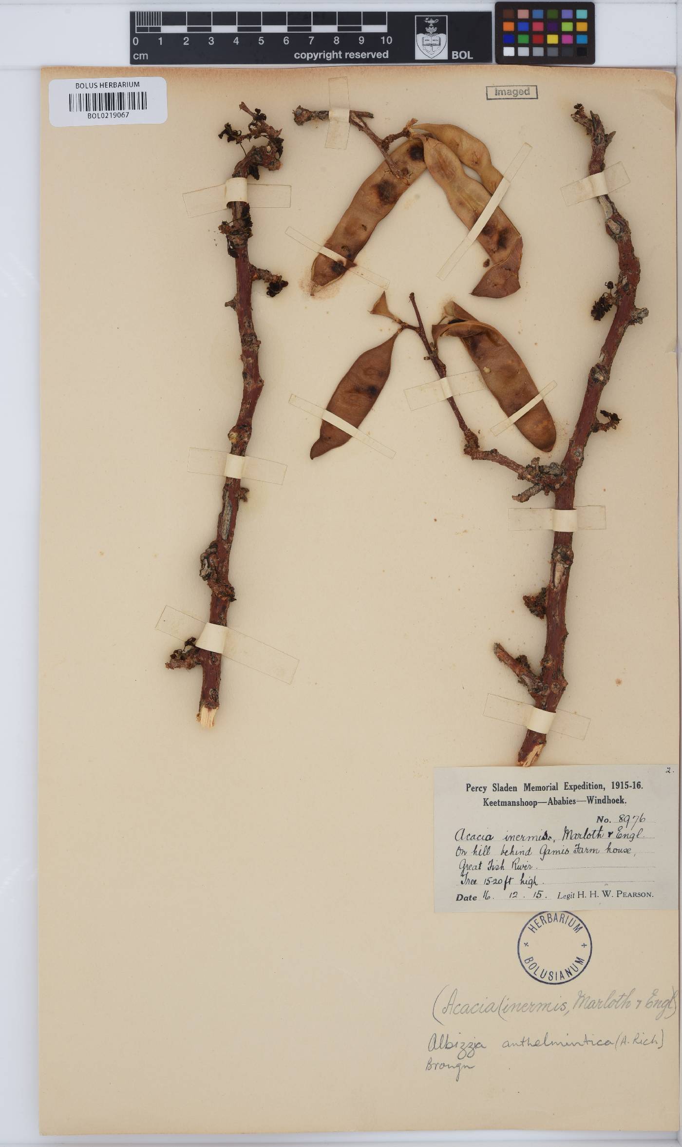 Albizia anthelmintica image
