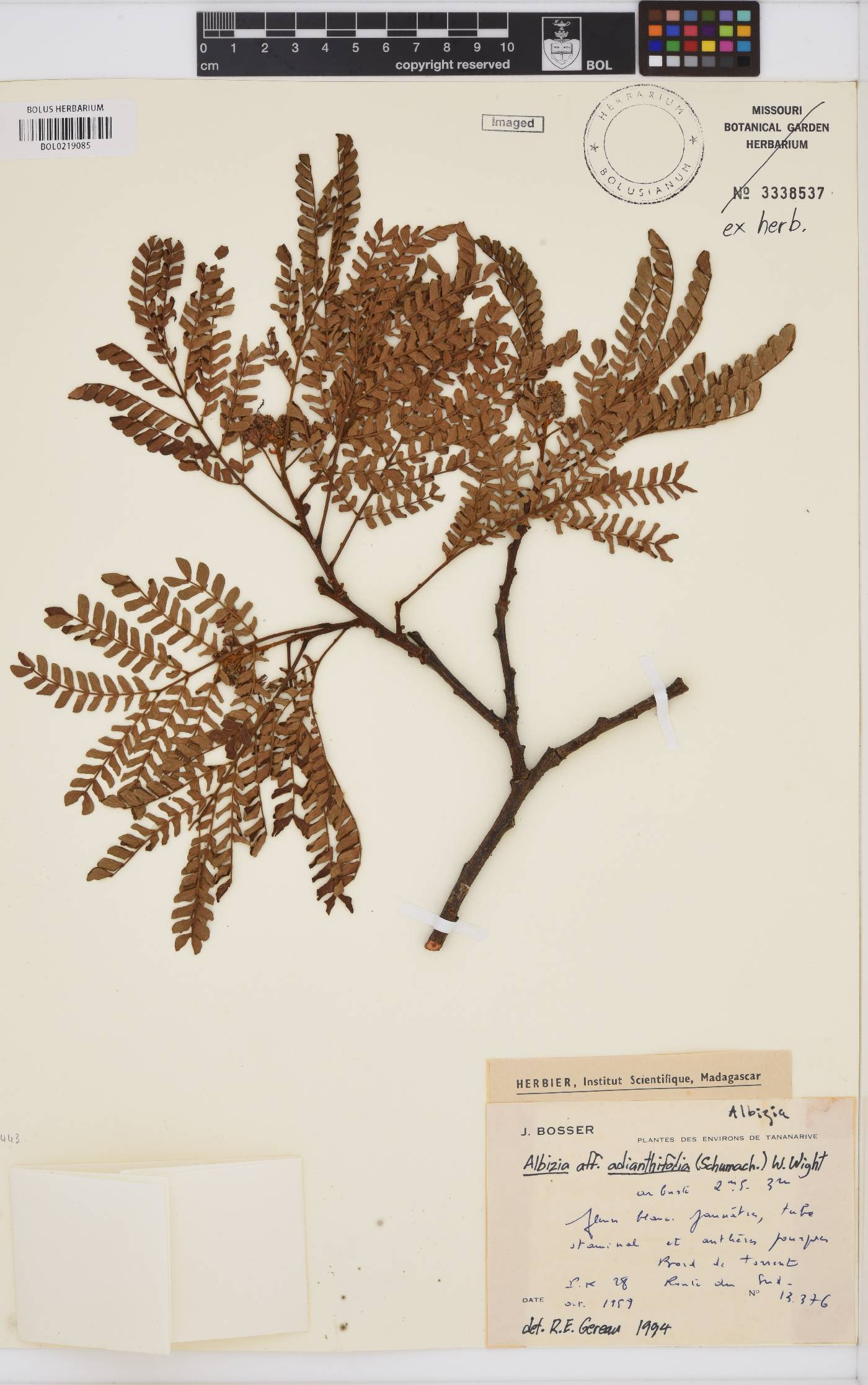 Albizia image