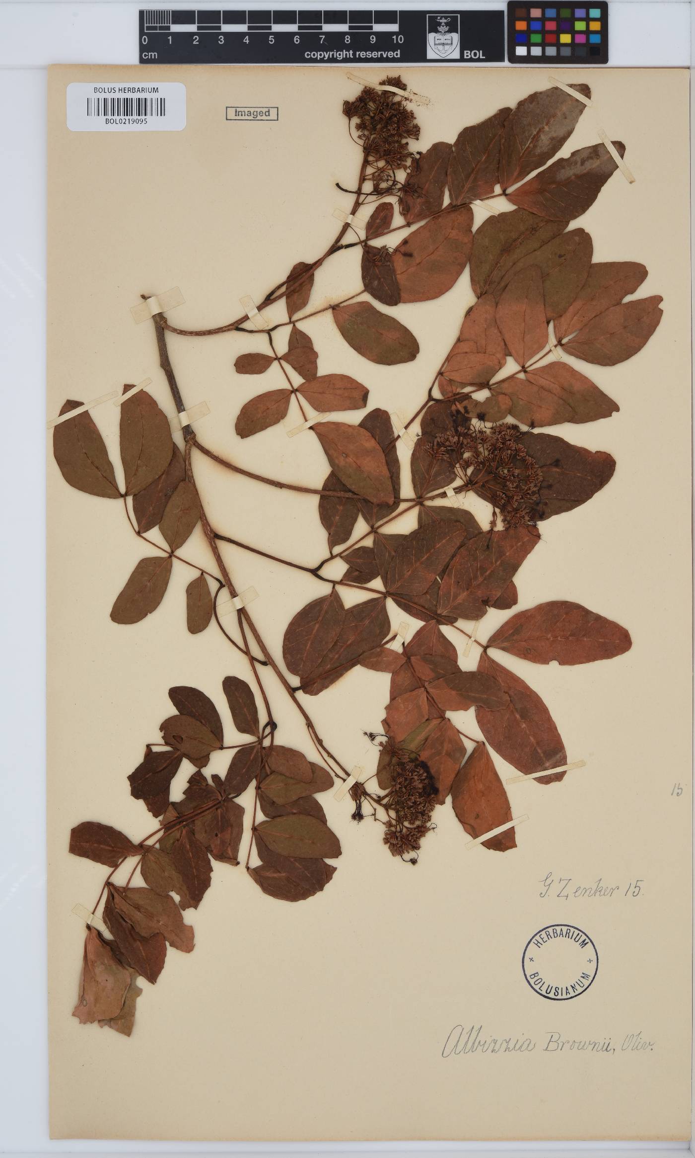 Albizia zygia image