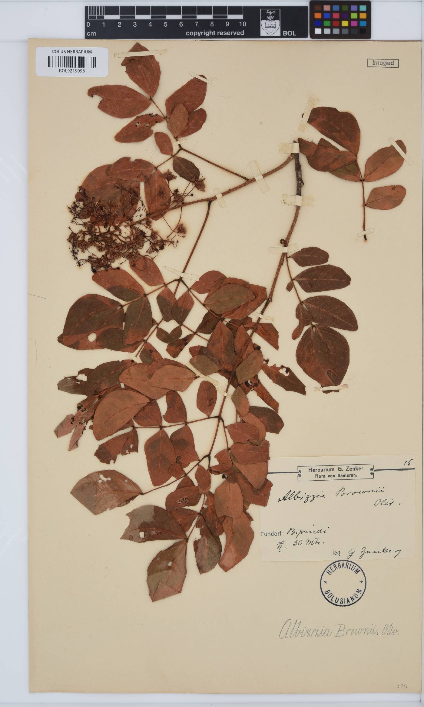 Albizia zygia image