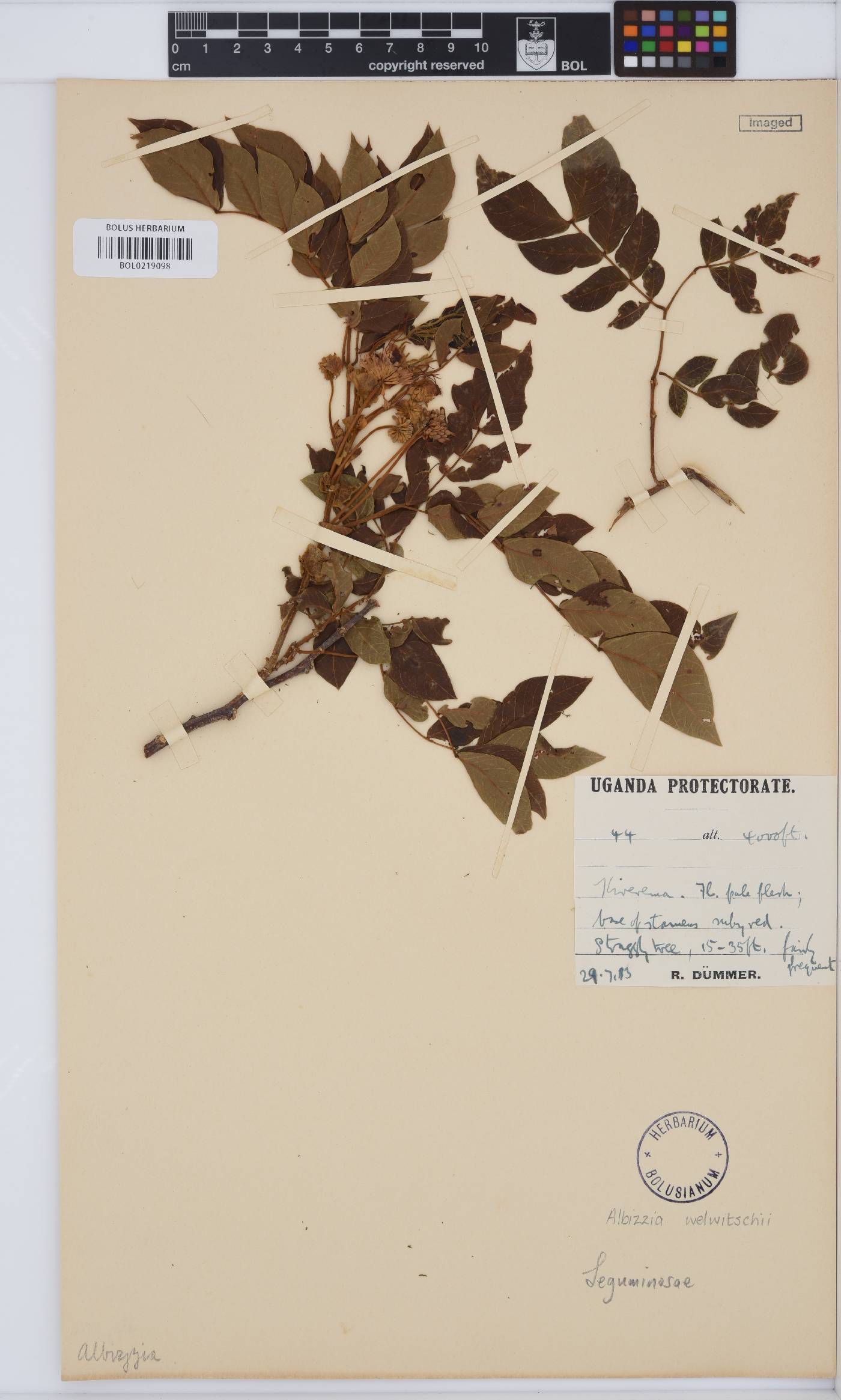 Albizia welwitschii image