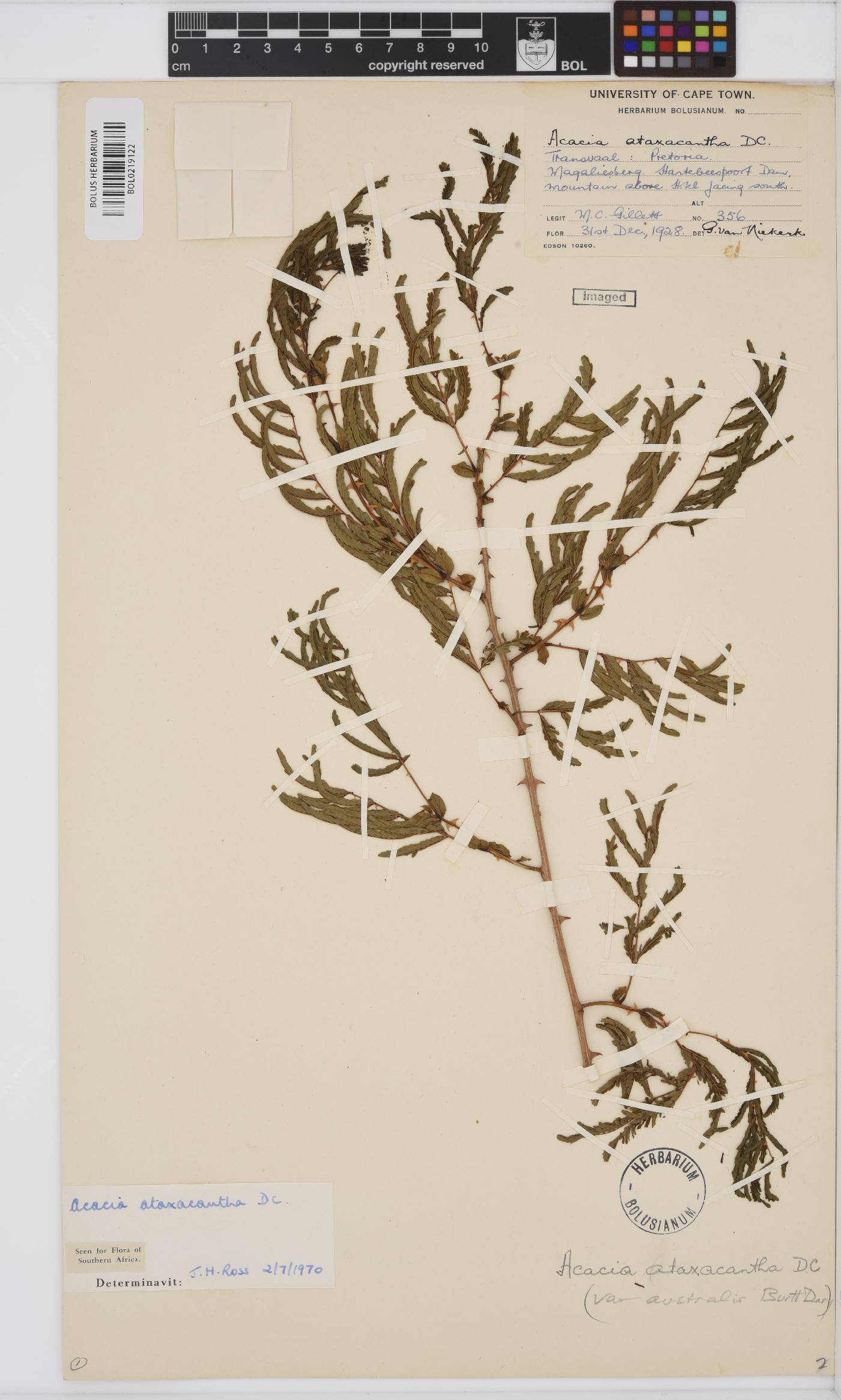 Senegalia ataxacantha image