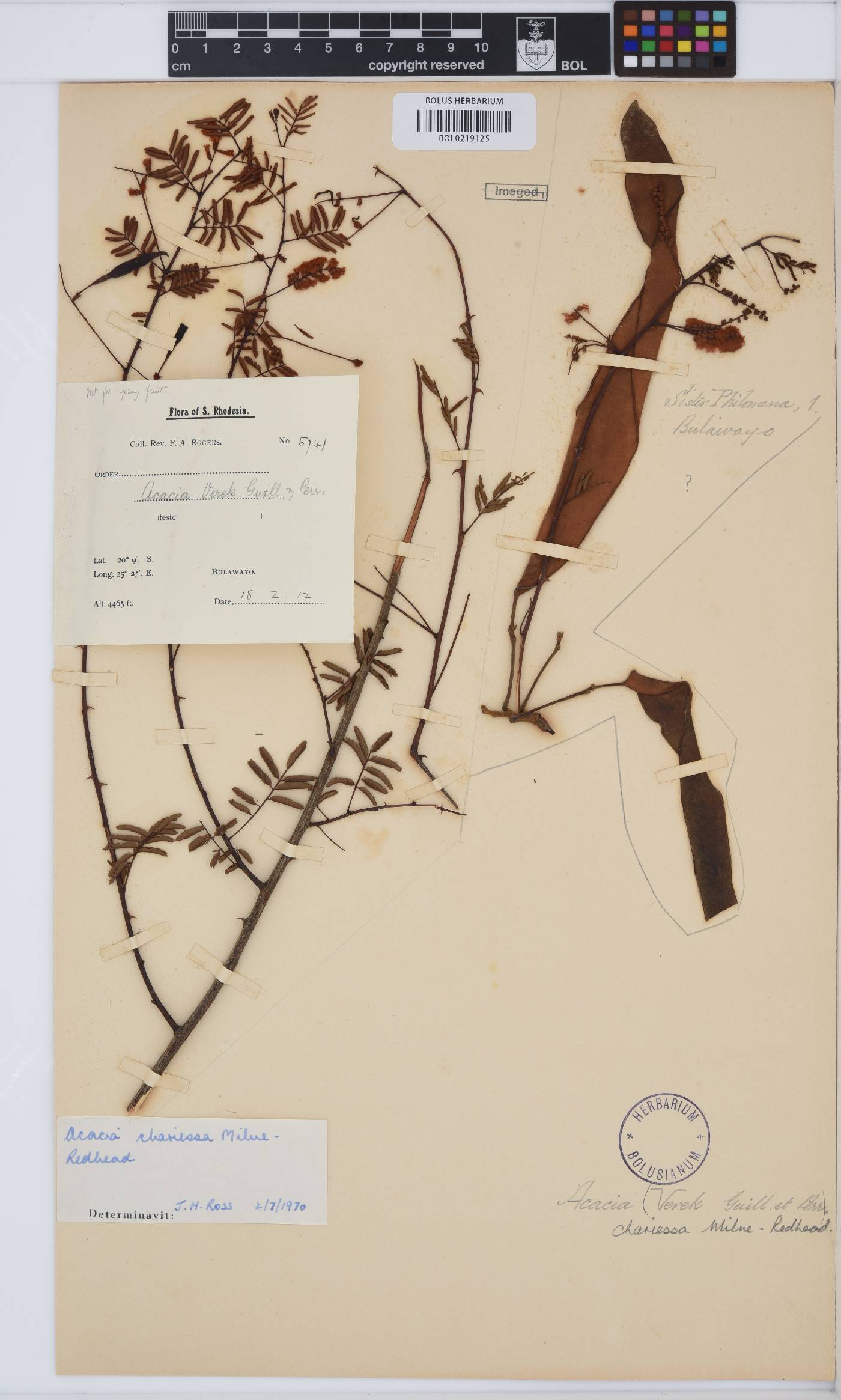 Senegalia chariessa image