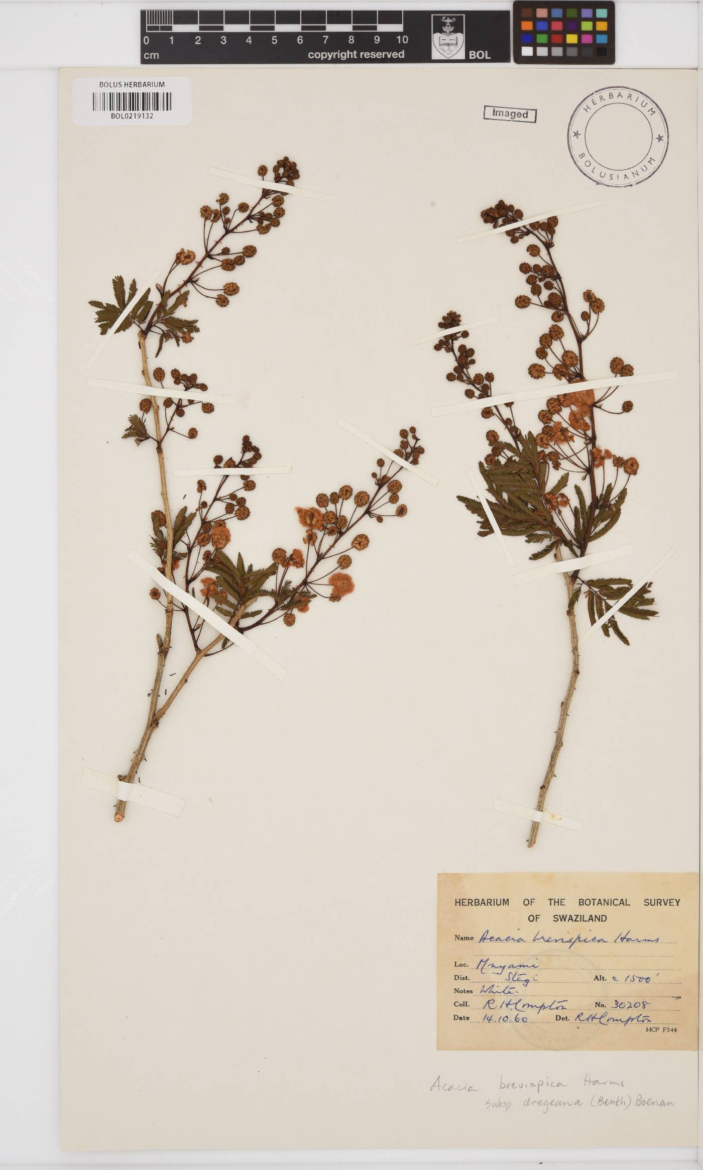 Senegalia brevispica subsp. dregeana image