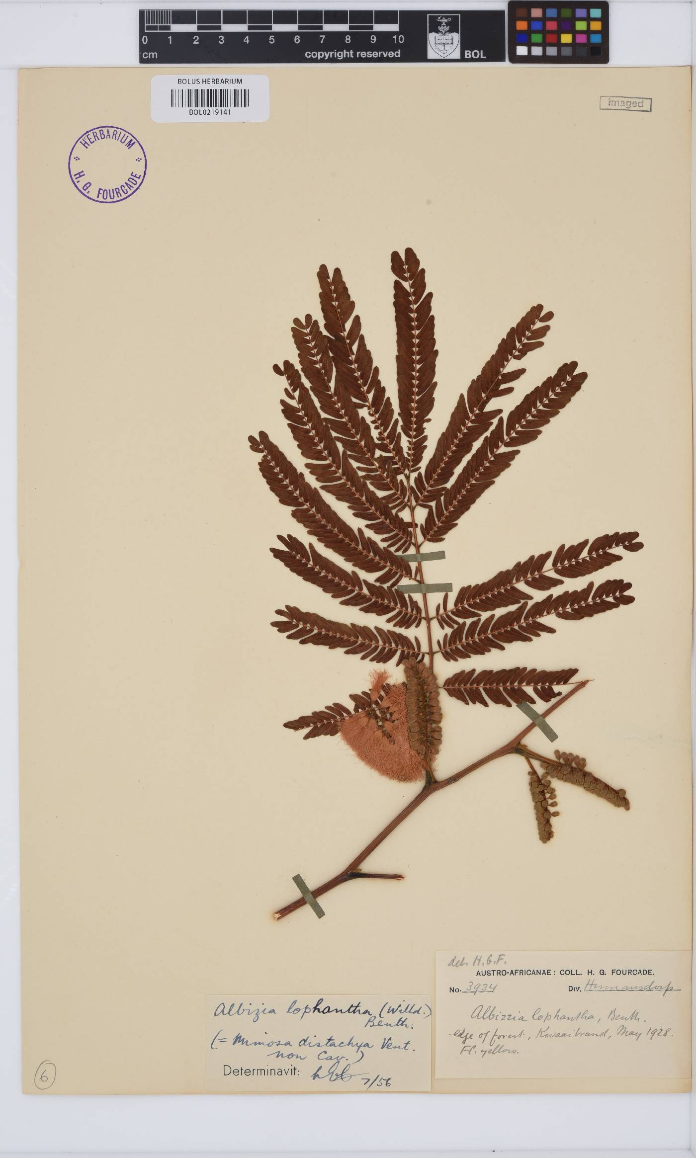 Paraserianthes lophantha subsp. lophantha image