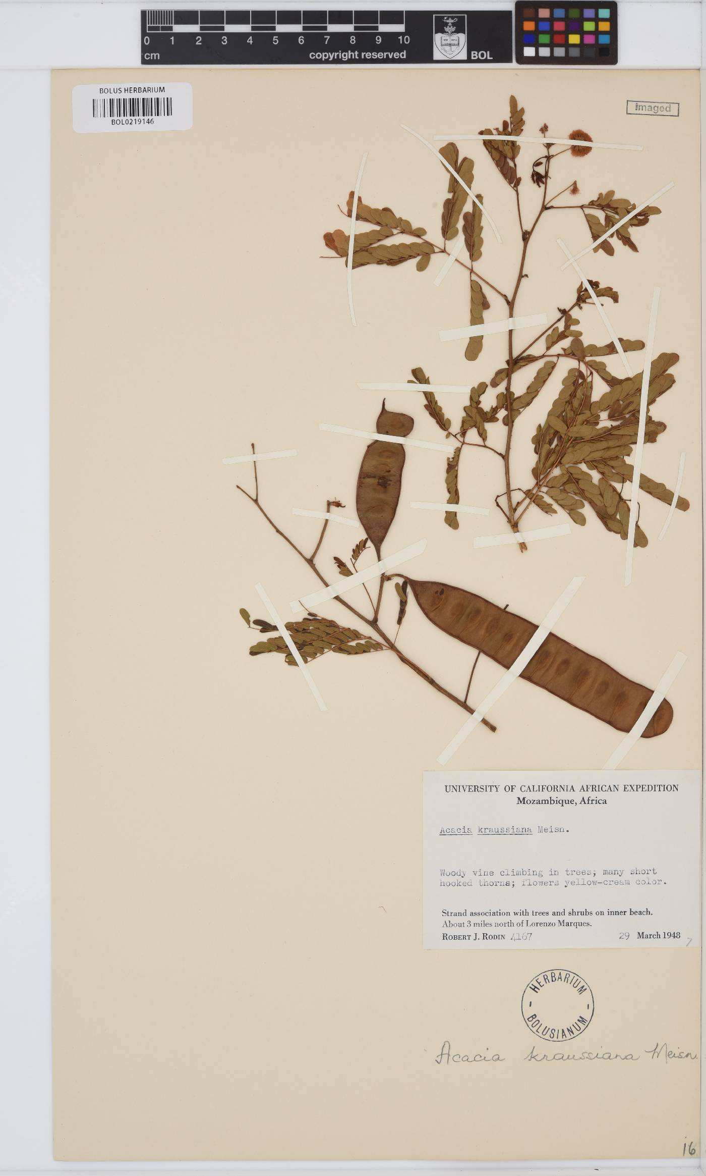 Senegalia kraussiana image