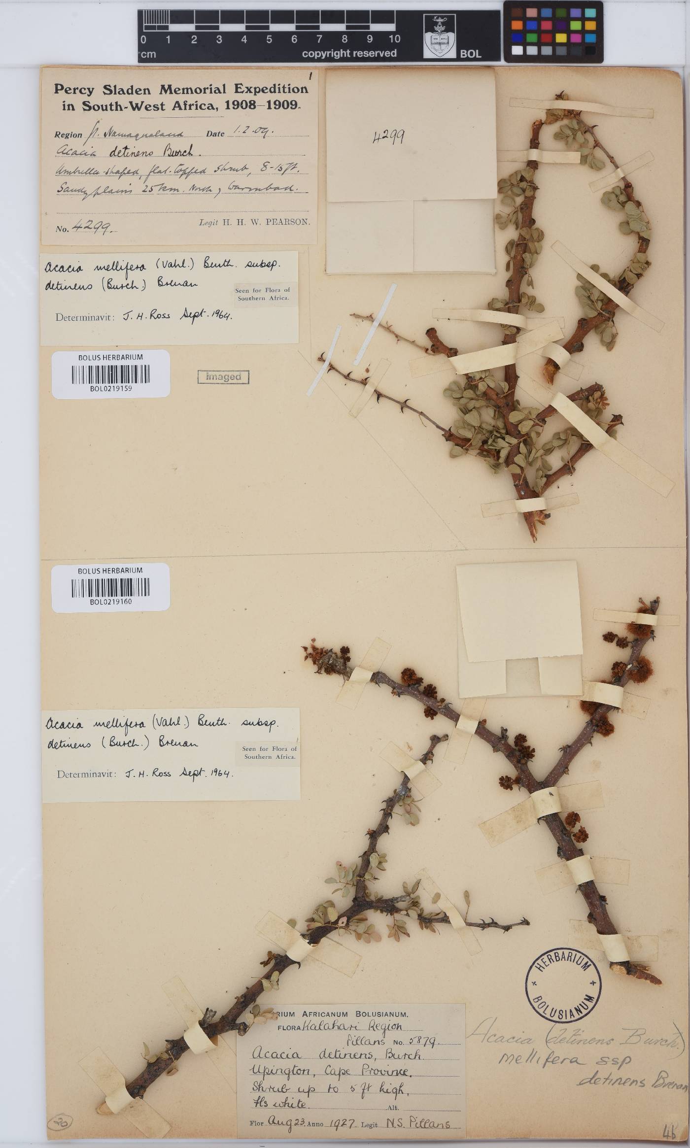 Senegalia mellifera image